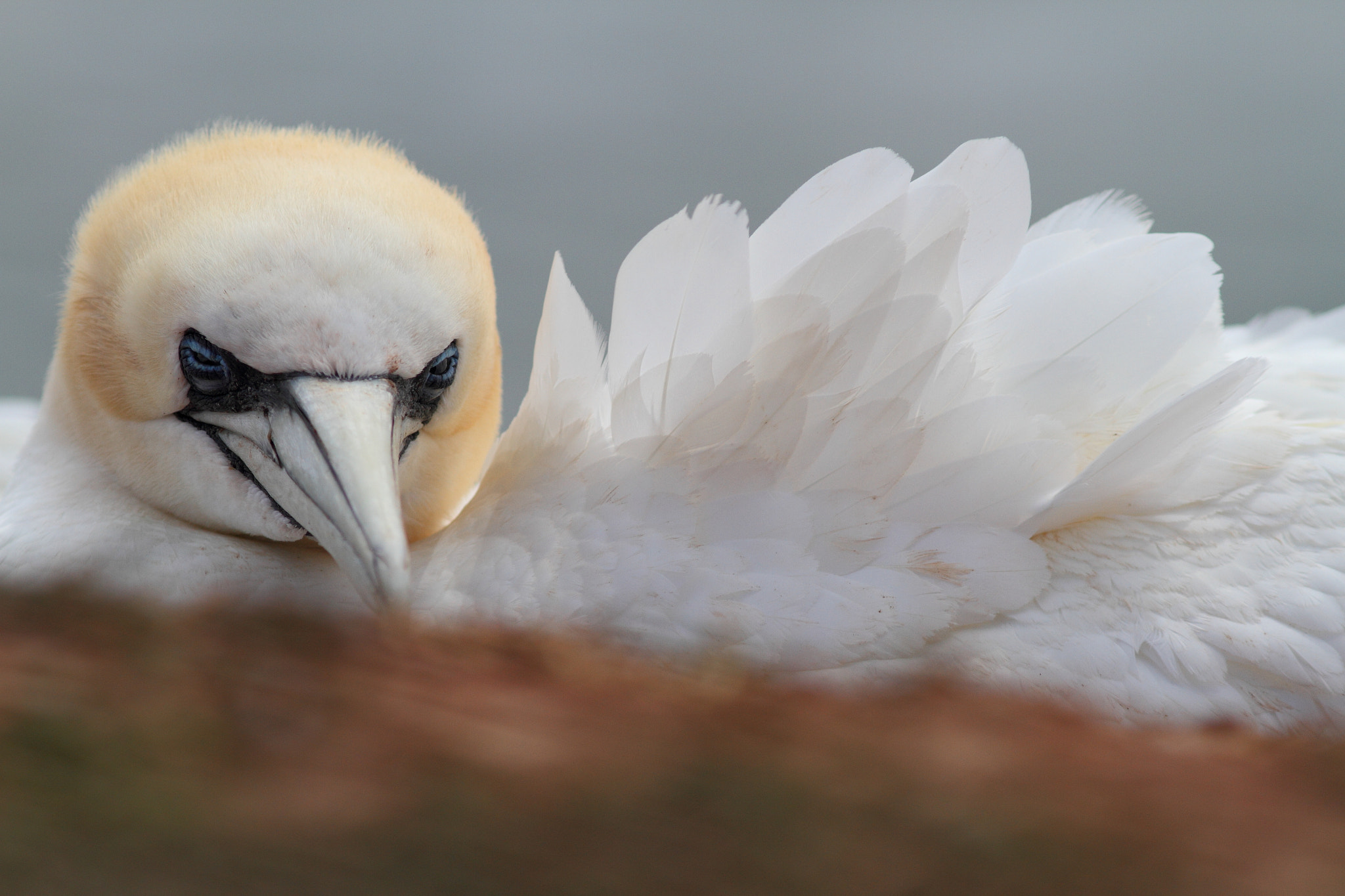 Canon EOS 7D + Canon EF 300mm F4L IS USM sample photo. Gannet photography