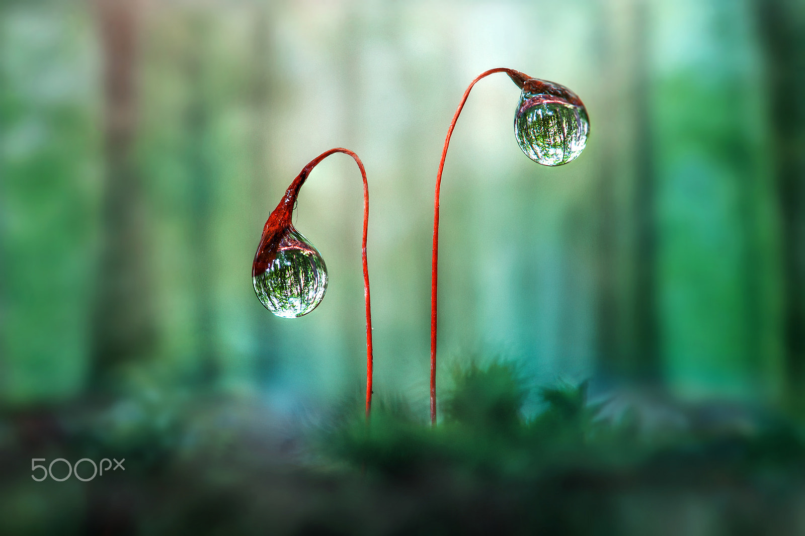 Nikon AF-S Micro-Nikkor 105mm F2.8G IF-ED VR sample photo. Forest drops photography