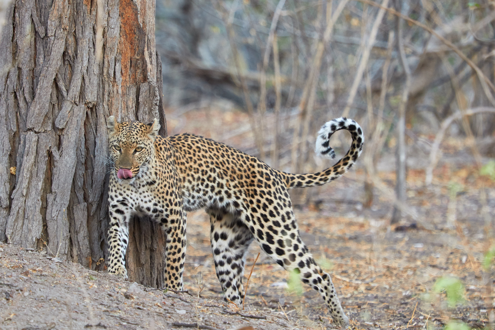 Canon EOS 7D Mark II + Canon EF 100-400mm F4.5-5.6L IS USM sample photo. Leopard on the move photography