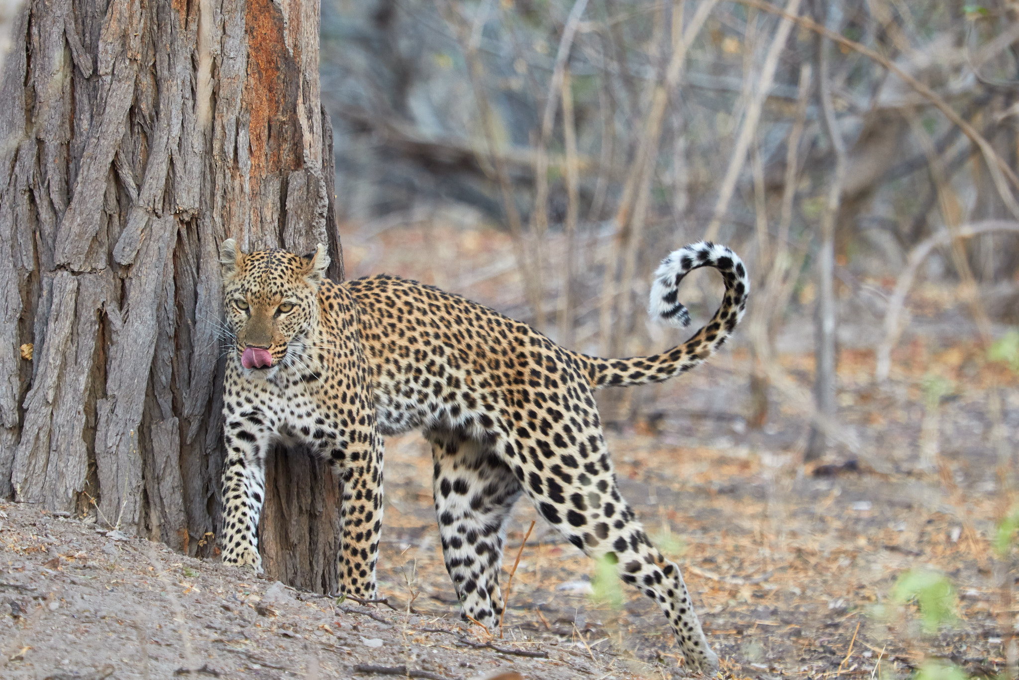 Canon EF 100-400mm F4.5-5.6L IS USM sample photo. Leopard on the move photography