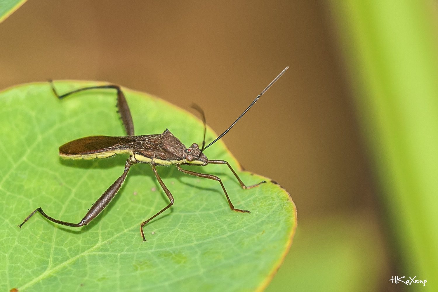 Sigma 150mm f/2.8 EX DG OS HSM APO Macro sample photo. Insect 2 photography
