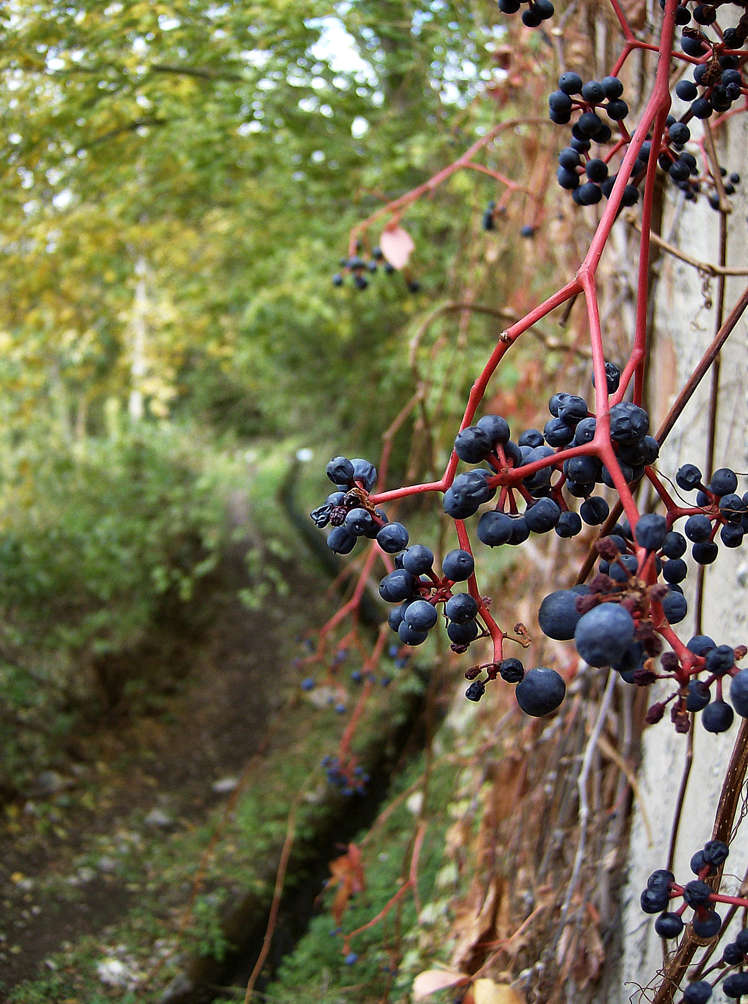 HP Photosmart M425 sample photo. Fruits of autumn photography
