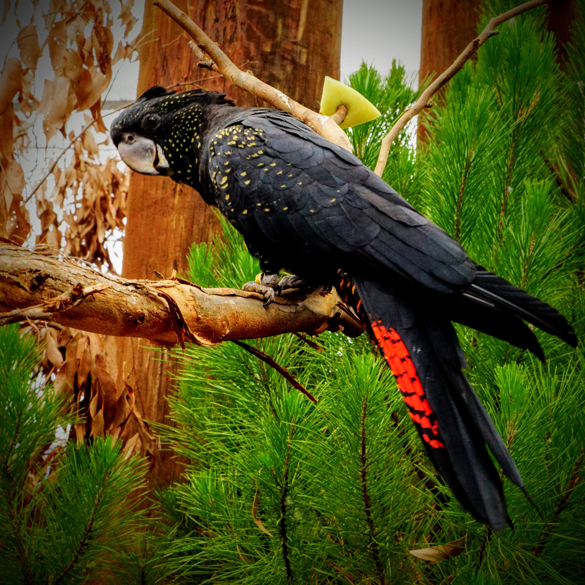 Sony ILCA-77M2 sample photo. Australian red-tailed black cockatoo photography