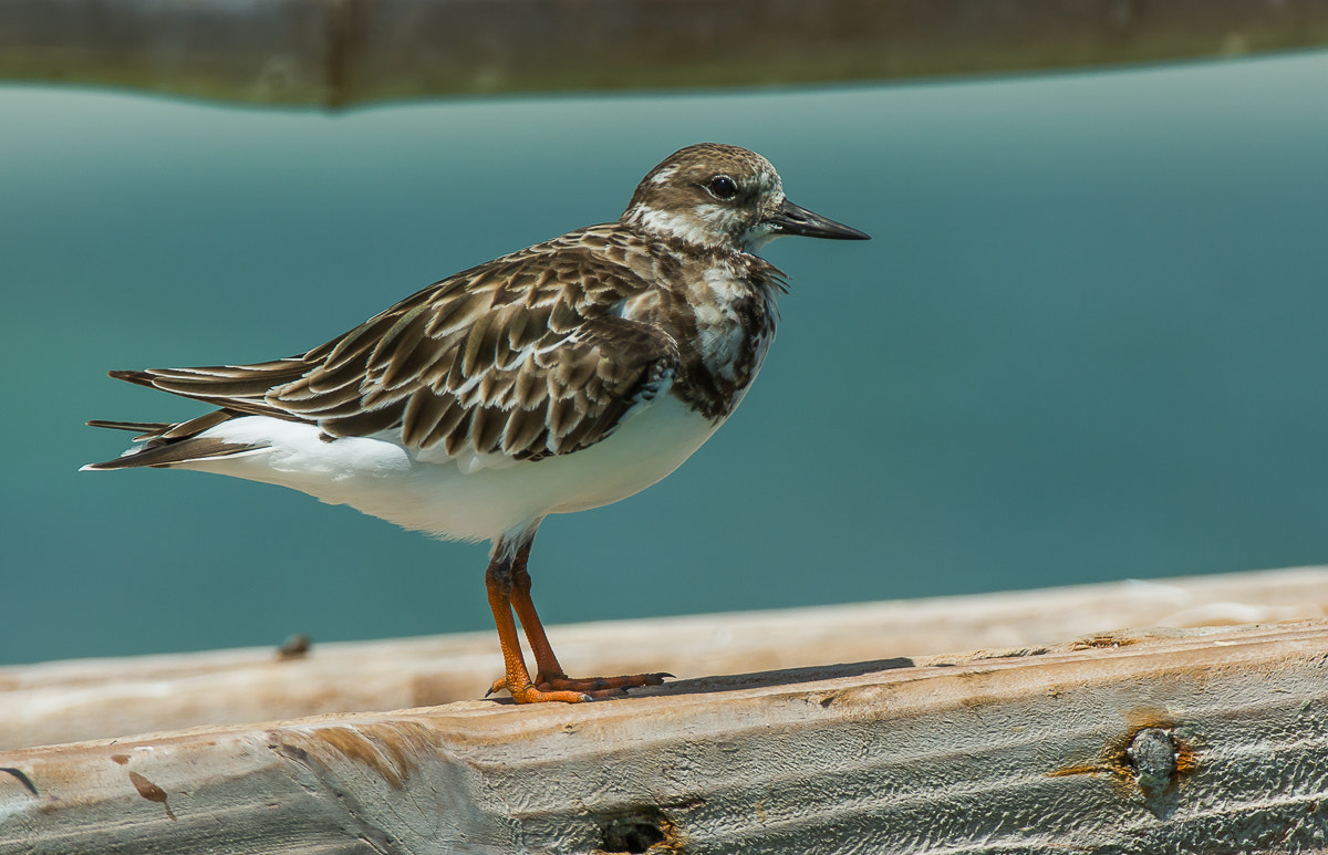 Nikon D7100 + Nikon AF-S Nikkor 200-400mm F4G ED-IF VR sample photo. Ruddy turnstone photography