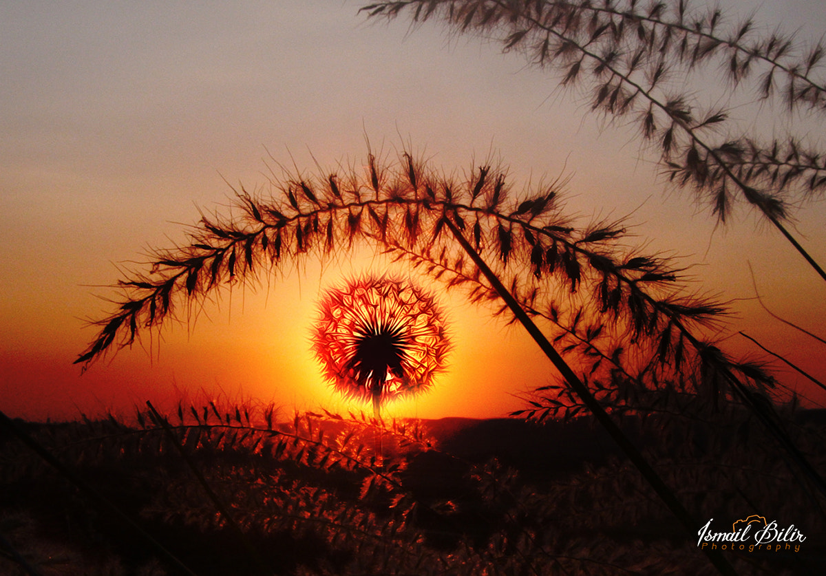 Fujifilm FinePix Z35 sample photo. Dandelion -  taraxacum photography