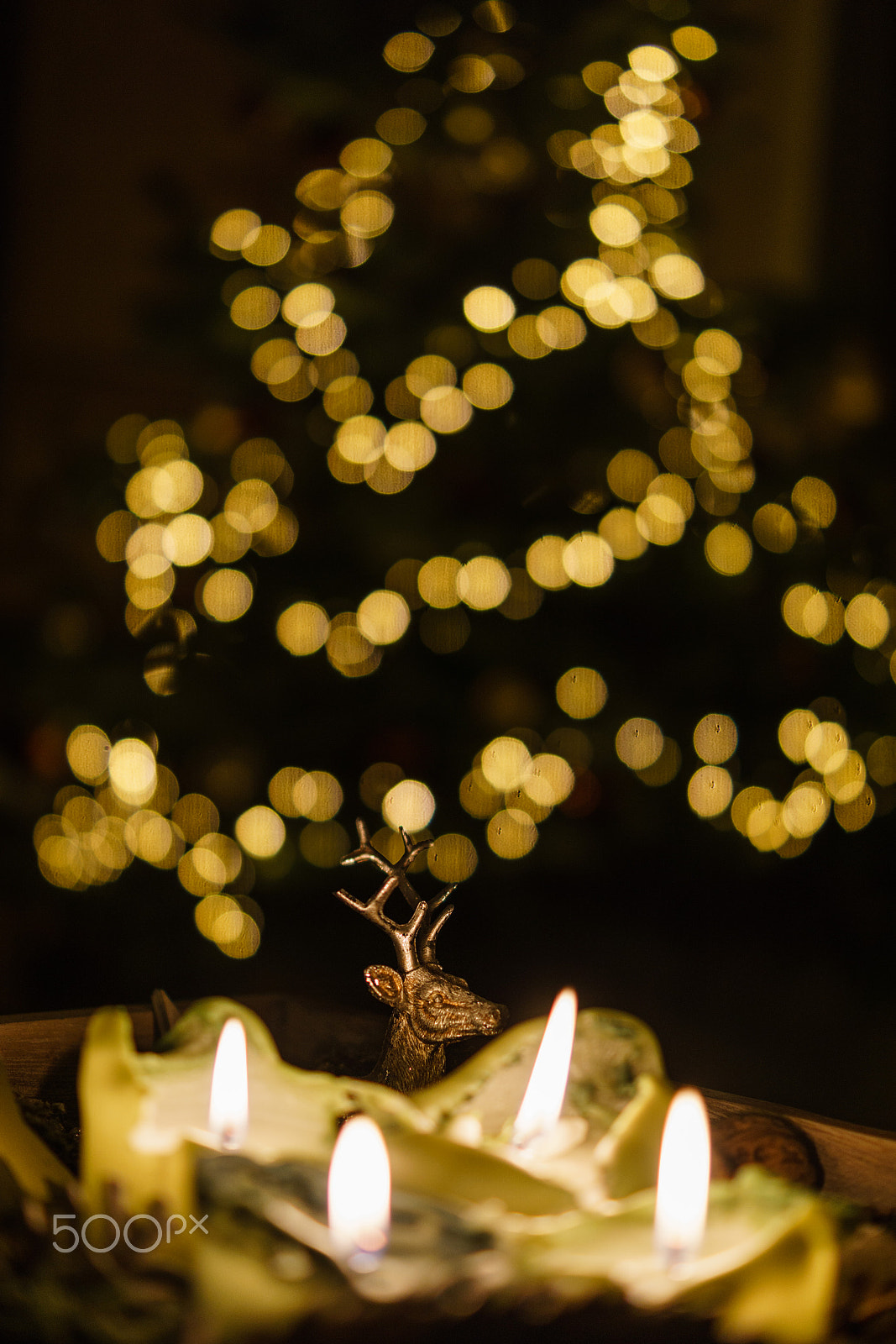 Sony DT 35mm F1.8 SAM sample photo. Searching the christmastree photography