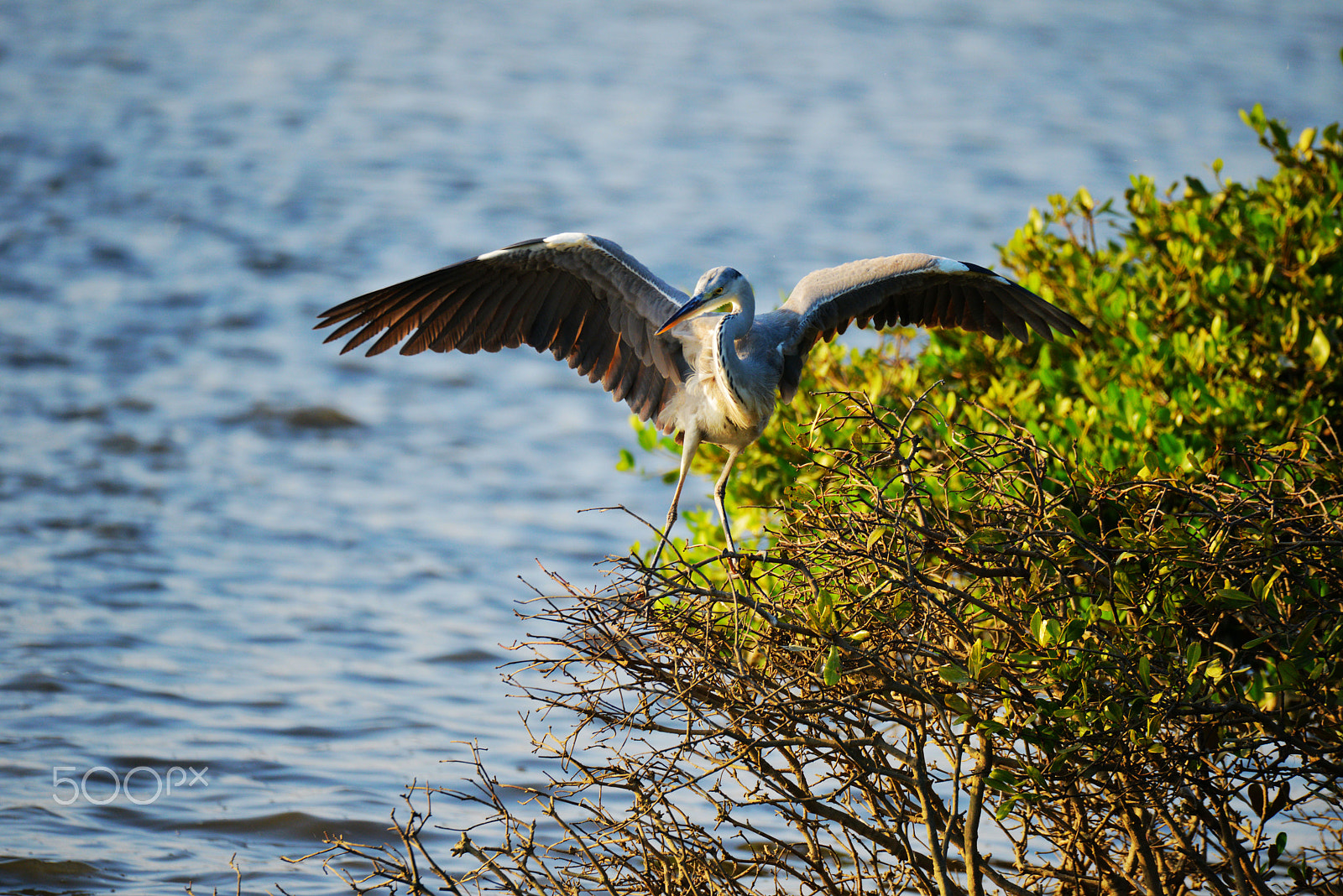 Sigma 150-600mm F5-6.3 DG OS HSM | S sample photo. Grey heron photography