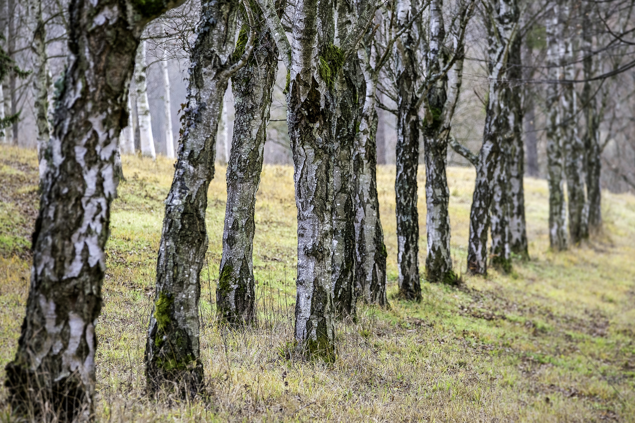 Fujifilm X-Pro1 + Fujifilm XF 50-140mm F2.8 R LM OIS WR sample photo. Birches photography