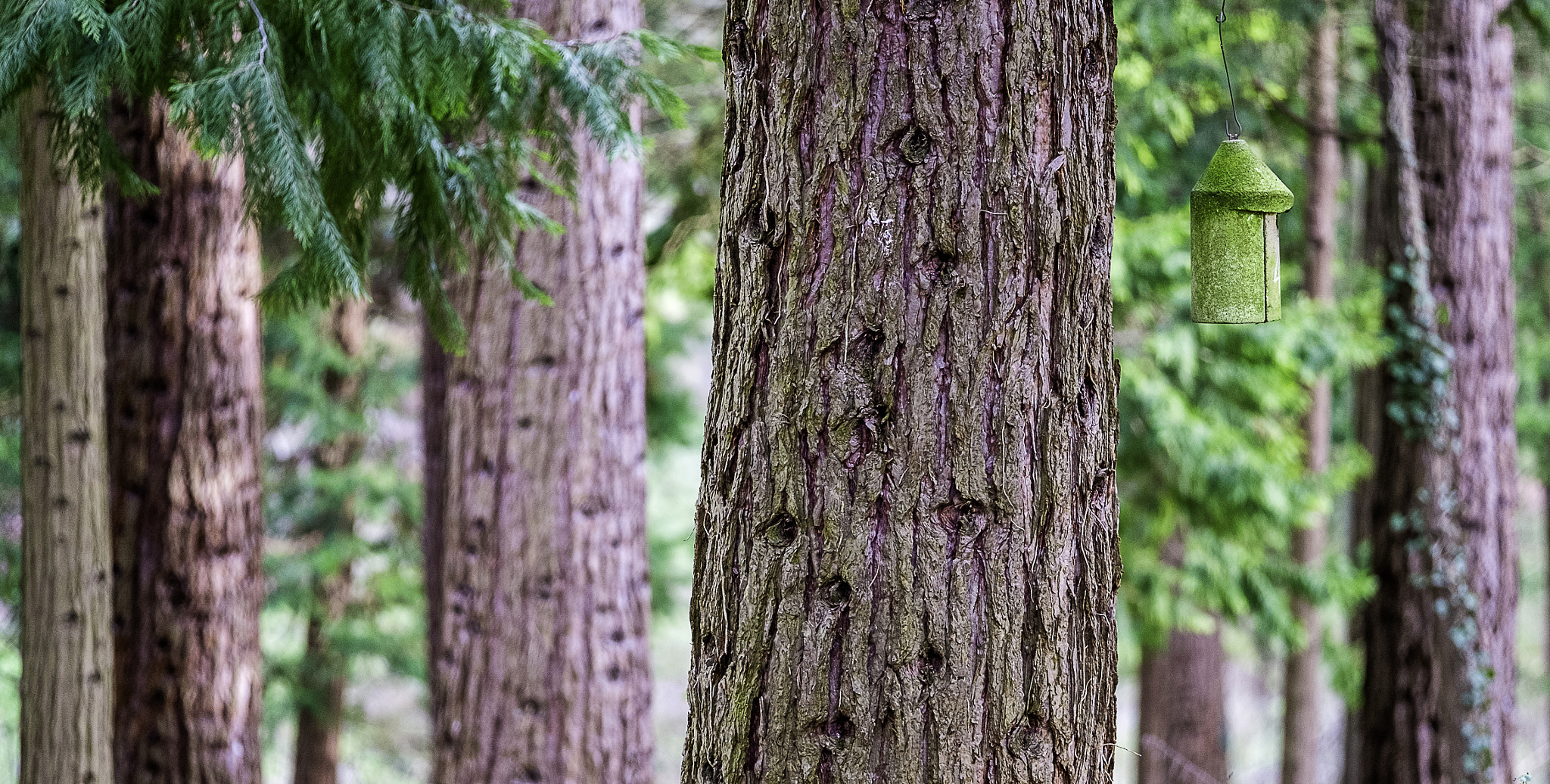 Fujifilm X-Pro1 + Fujifilm XF 50-140mm F2.8 R LM OIS WR sample photo. Find the birdhouse photography