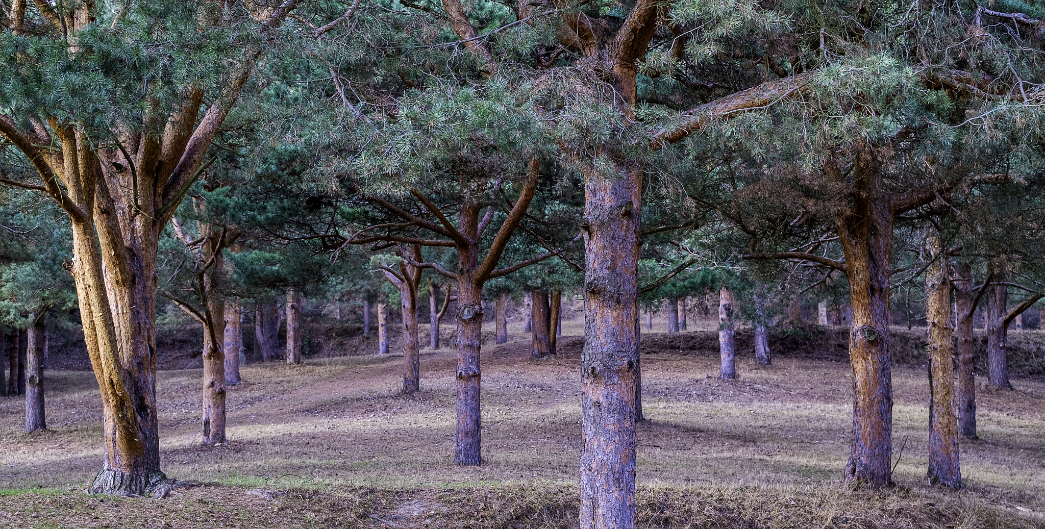 Fujifilm X-Pro1 + Fujifilm XF 50-140mm F2.8 R LM OIS WR sample photo. Arboretum liliental photography