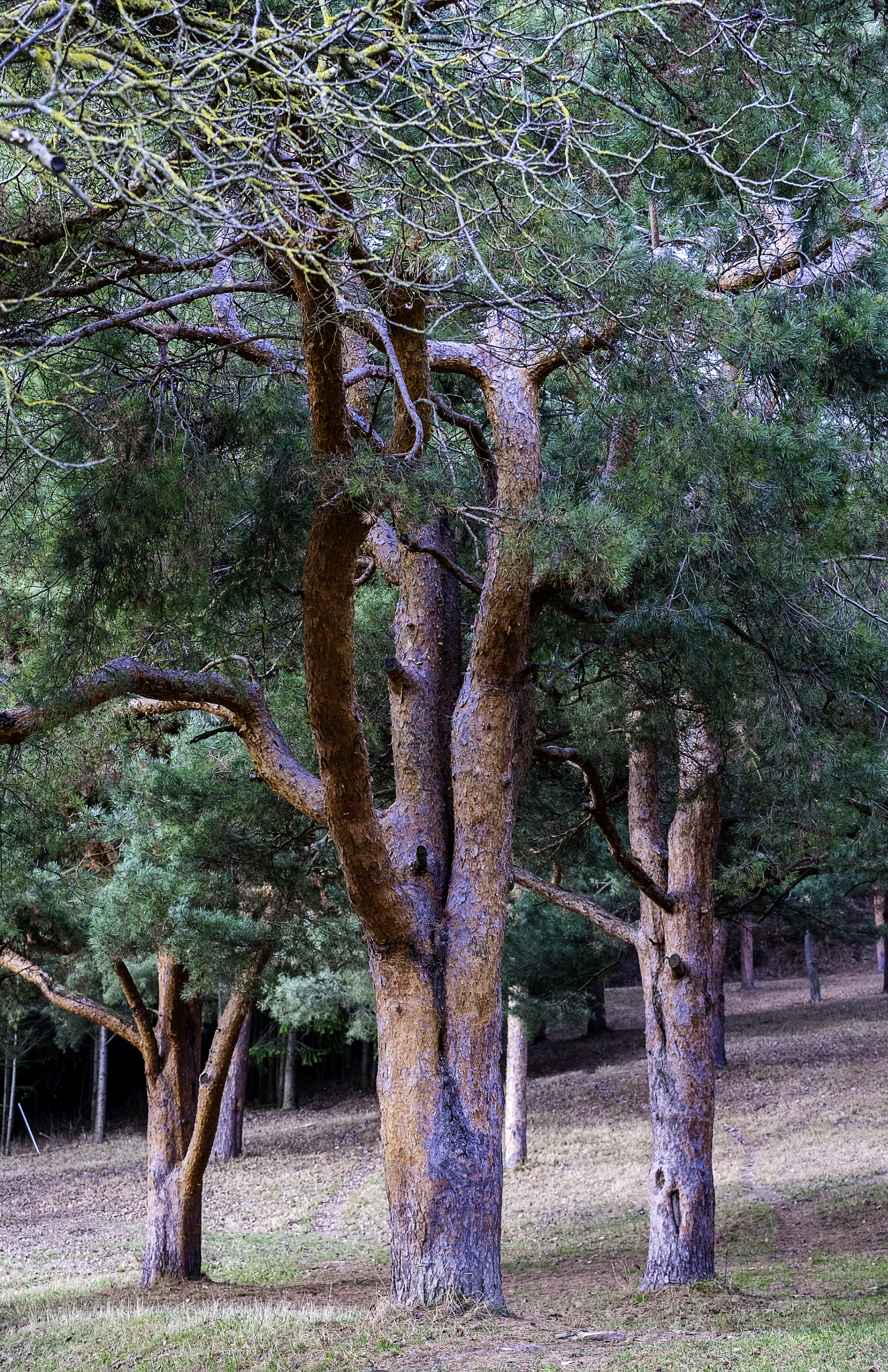 Fujifilm X-Pro1 + Fujifilm XF 50-140mm F2.8 R LM OIS WR sample photo. T(h)ree photography