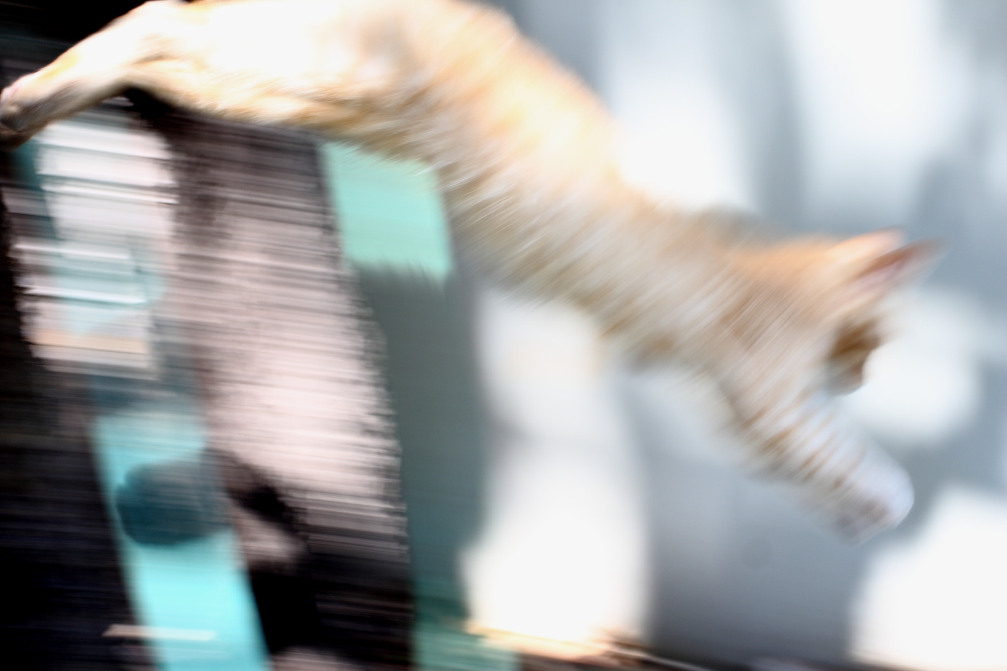 Canon EF 17-40mm F4L USM sample photo. Cat jump photography