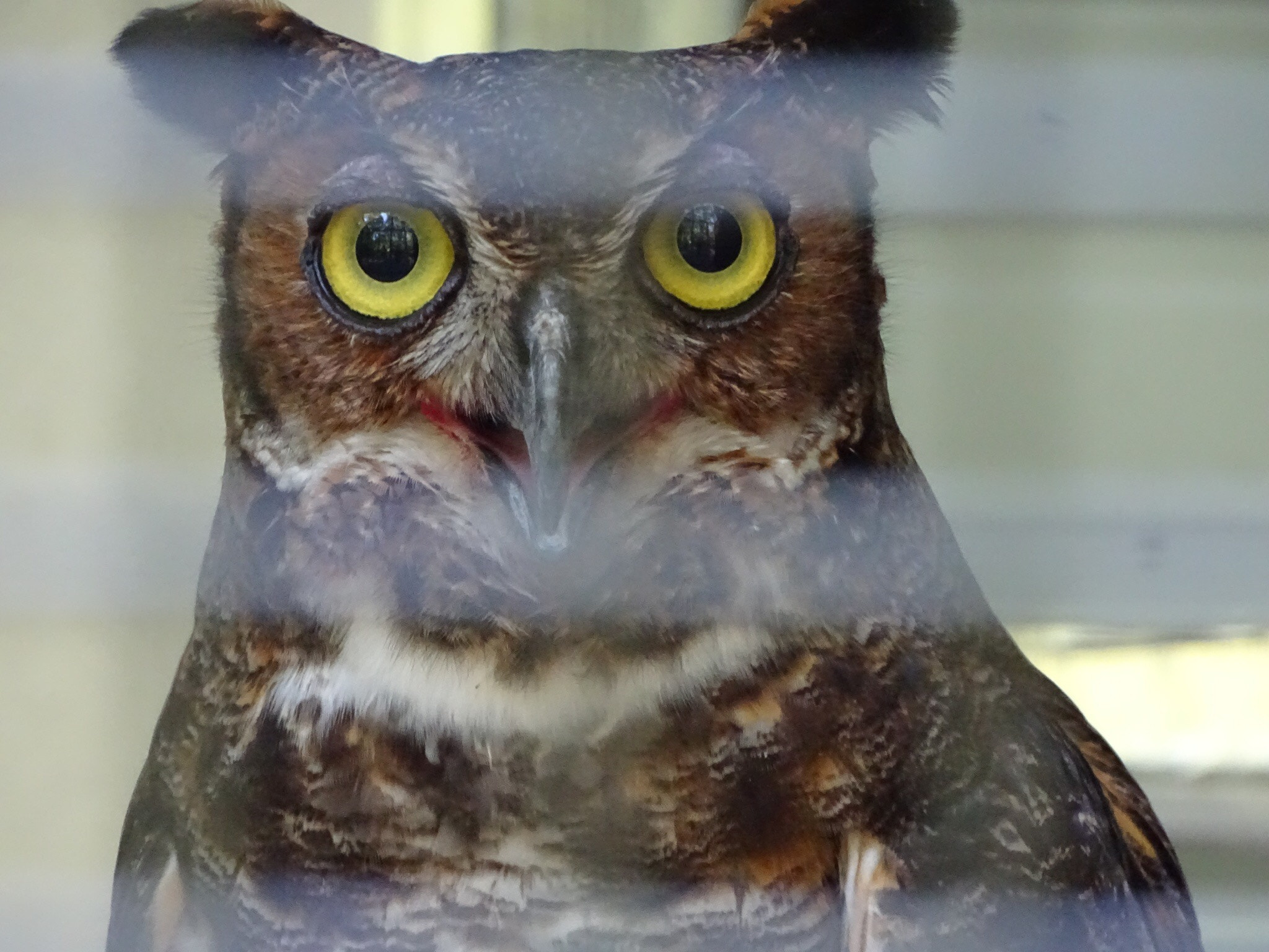 Sony 24-210mm F2.8-6.3 sample photo. Owl at the zoo photography