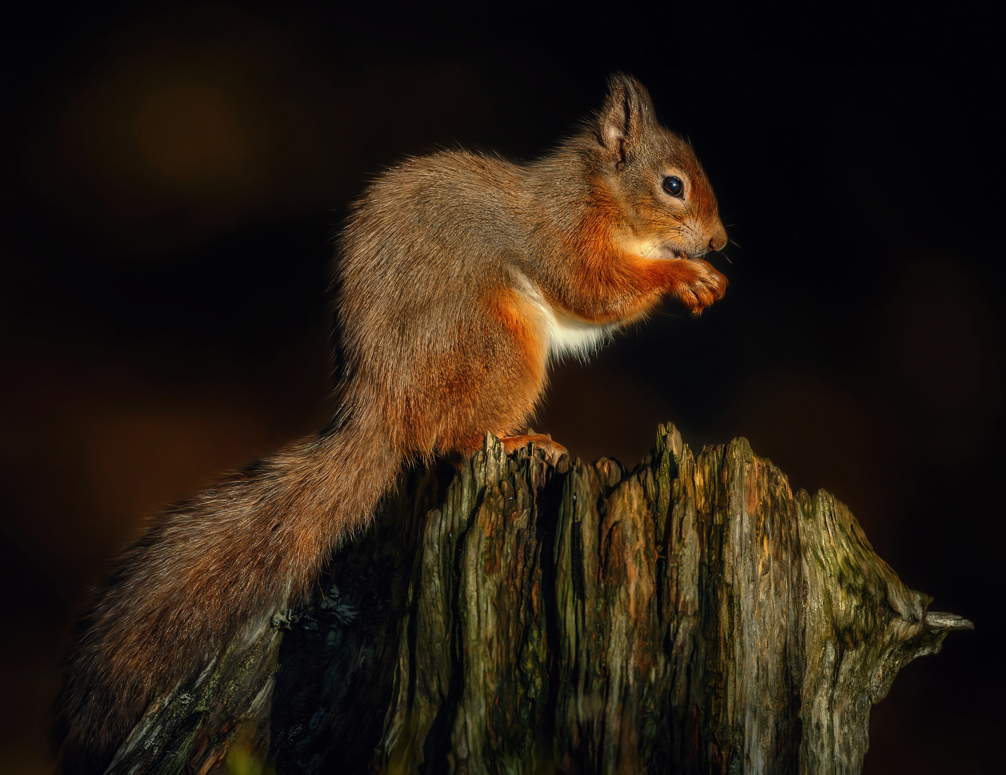 Canon EOS-1D X + Canon EF 500mm F4L IS USM sample photo. Breakfast in the sunshine.... photography