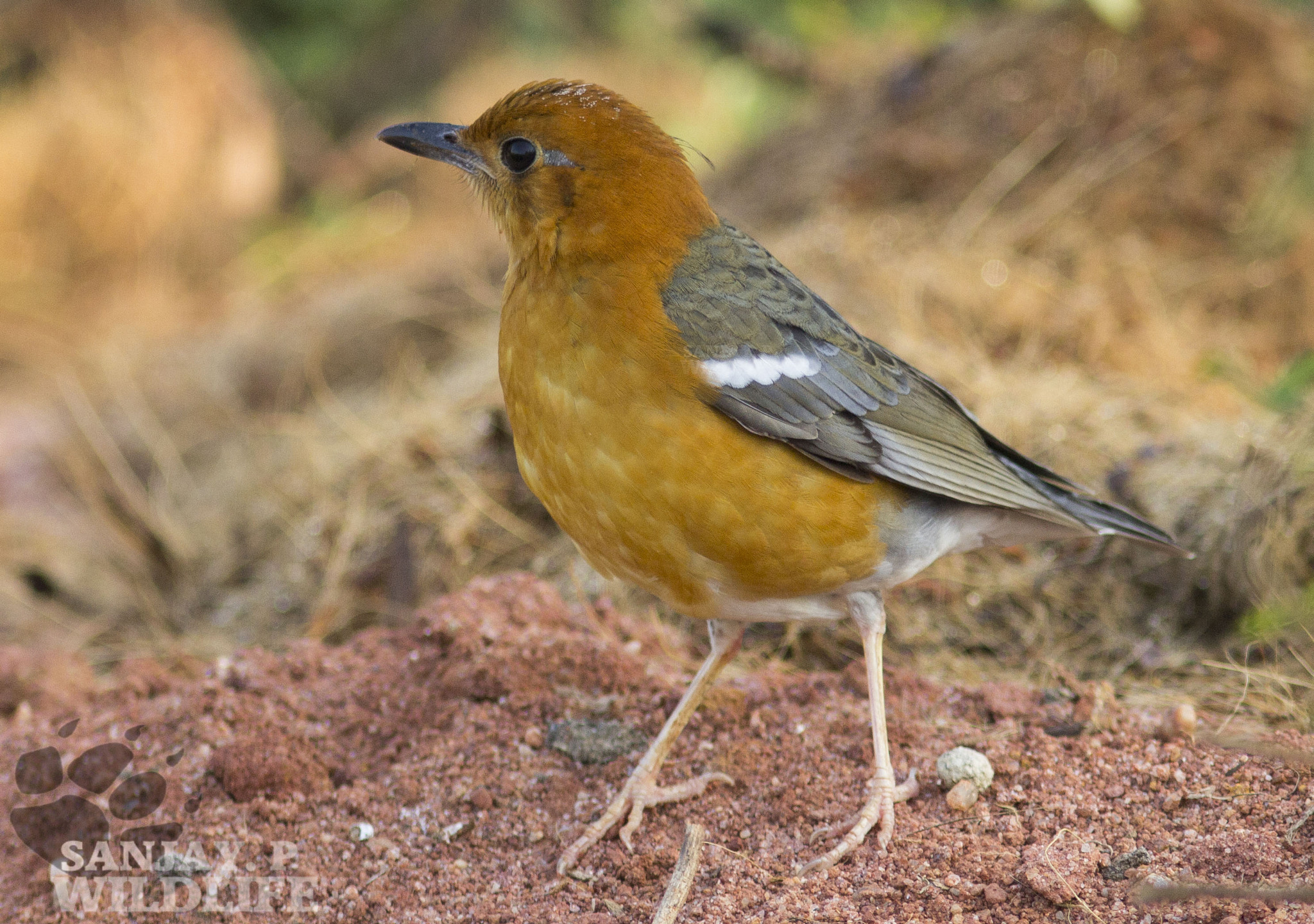 Canon EOS 60D + Canon EF 300mm F4L IS USM sample photo. Orange-headed ground thrush (geokichla citrina) photography