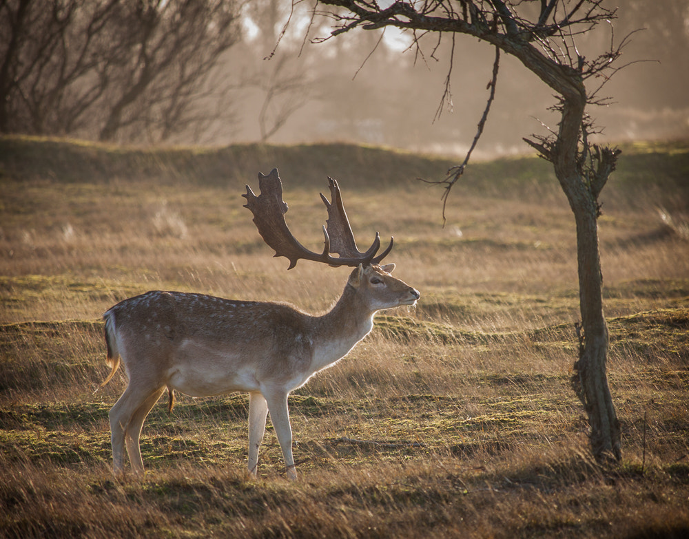 Canon EOS 50D + Canon EF-S 55-250mm F4-5.6 IS STM sample photo. Deer in grasslands photography