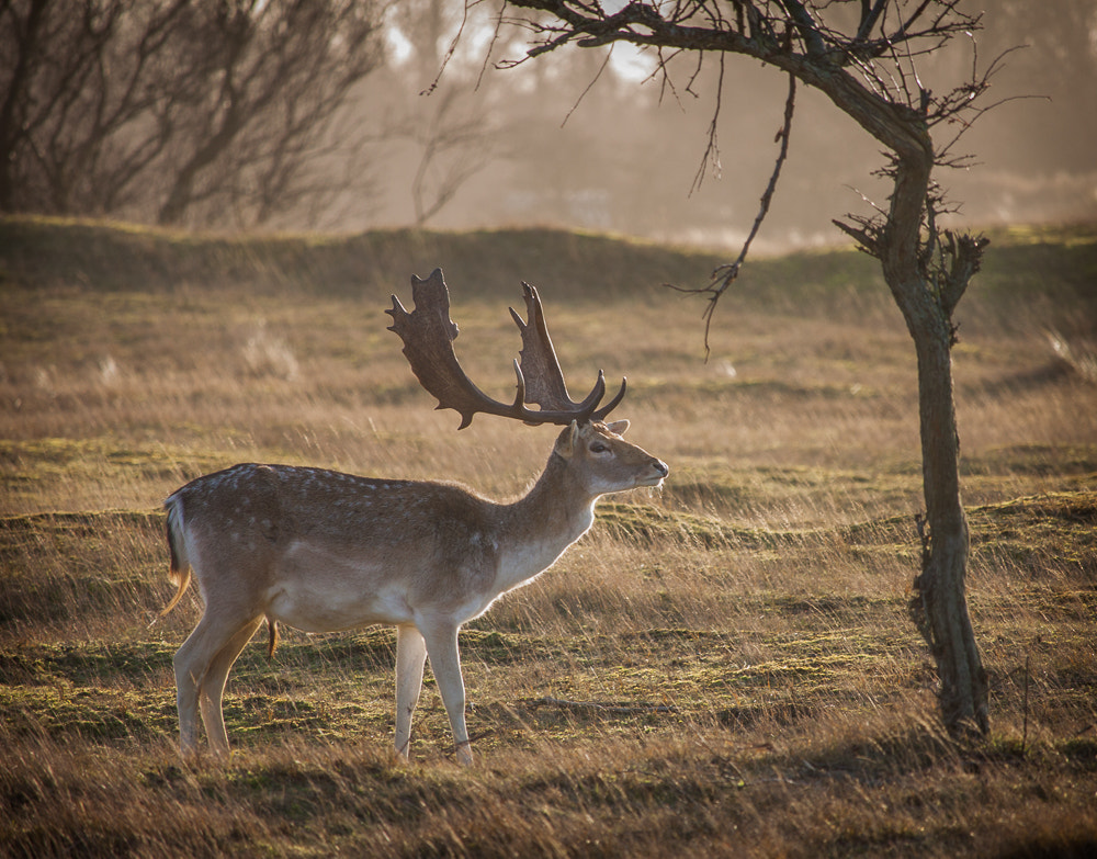 Canon EF-S 55-250mm F4-5.6 IS STM sample photo. Deer in grasslands photography