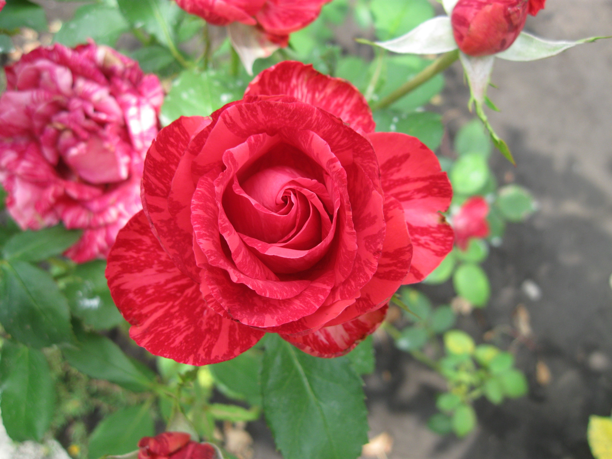 Canon PowerShot A580 sample photo. Роза. photography