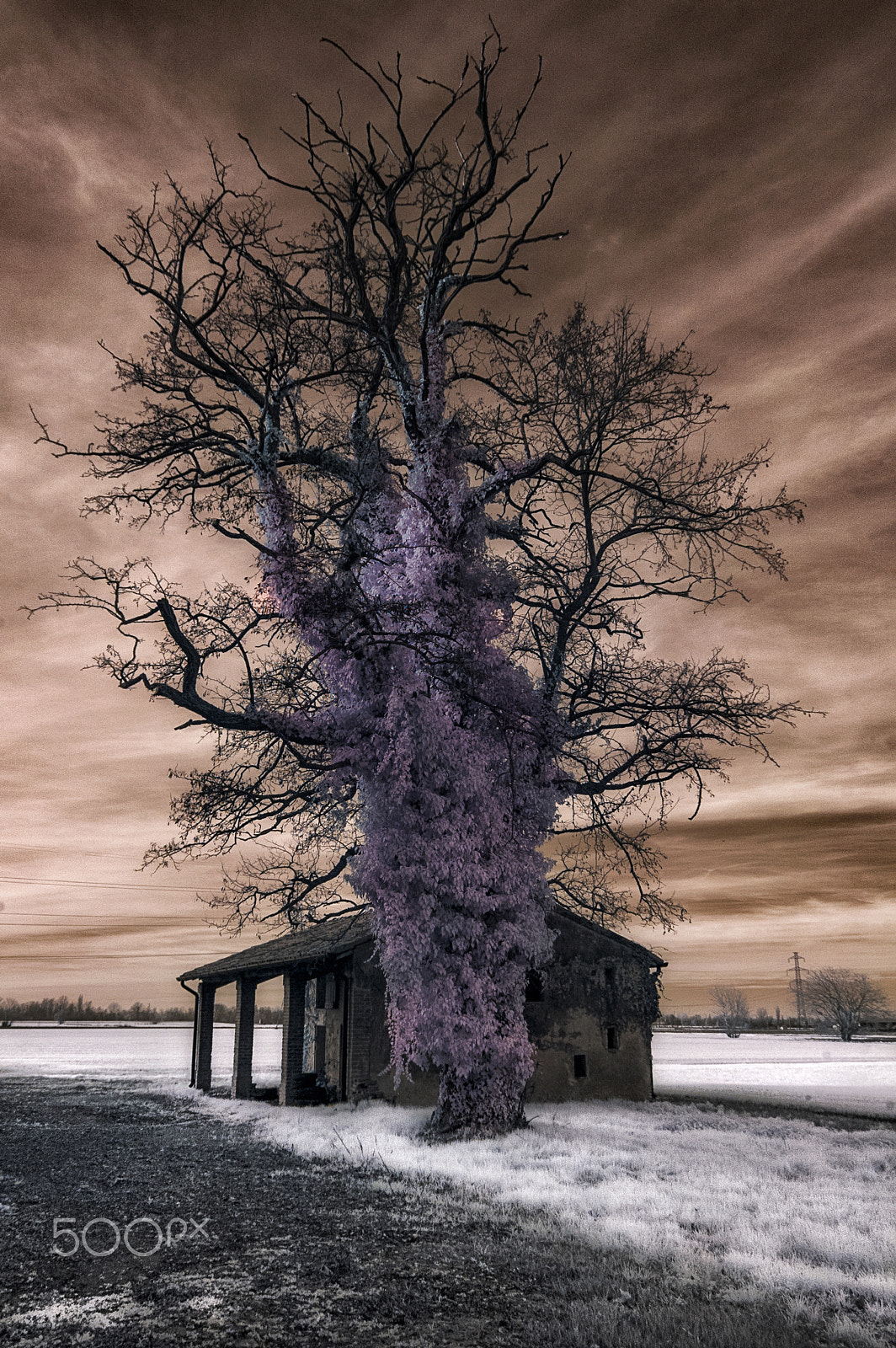 Nikon D70s + Nikon AF-S DX Nikkor 17-55mm F2.8G ED-IF sample photo. Winter infrared tree photography