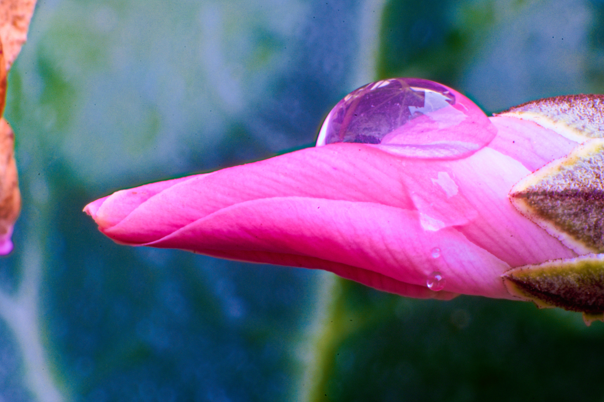 Manual Lens No CPU sample photo. Drop photography