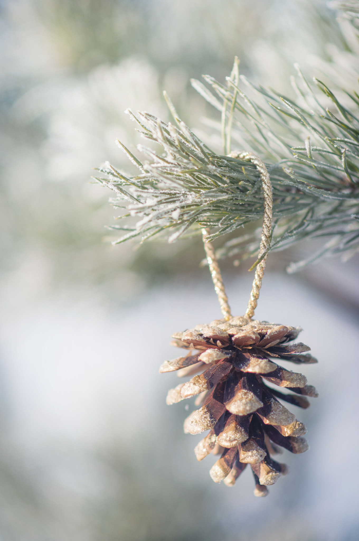 Nikon D300 + Nikon AF-S Nikkor 85mm F1.8G sample photo. A cone and a pine photography