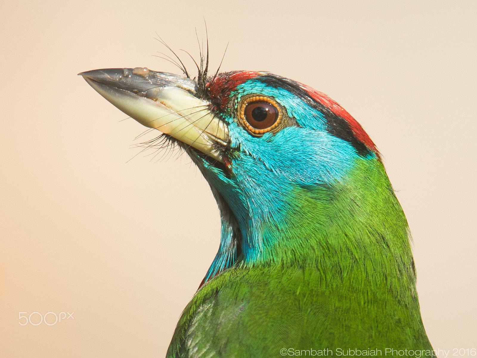 Canon EOS 7D Mark II sample photo. Blue throated barbet photography