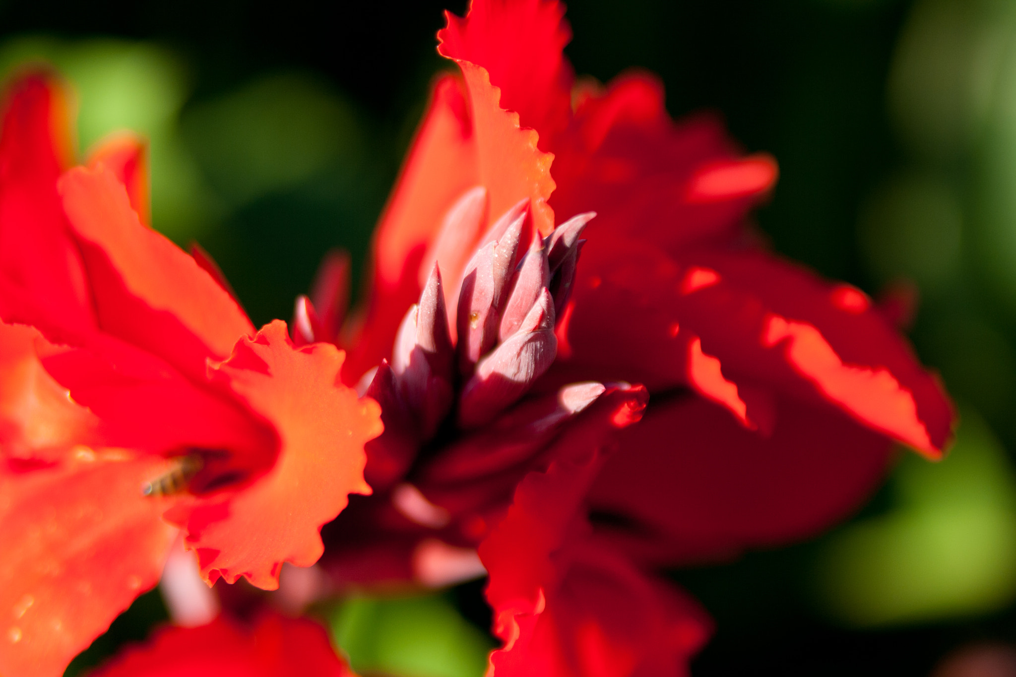 Canon EOS 1000D (EOS Digital Rebel XS / EOS Kiss F) sample photo. Red flower photography