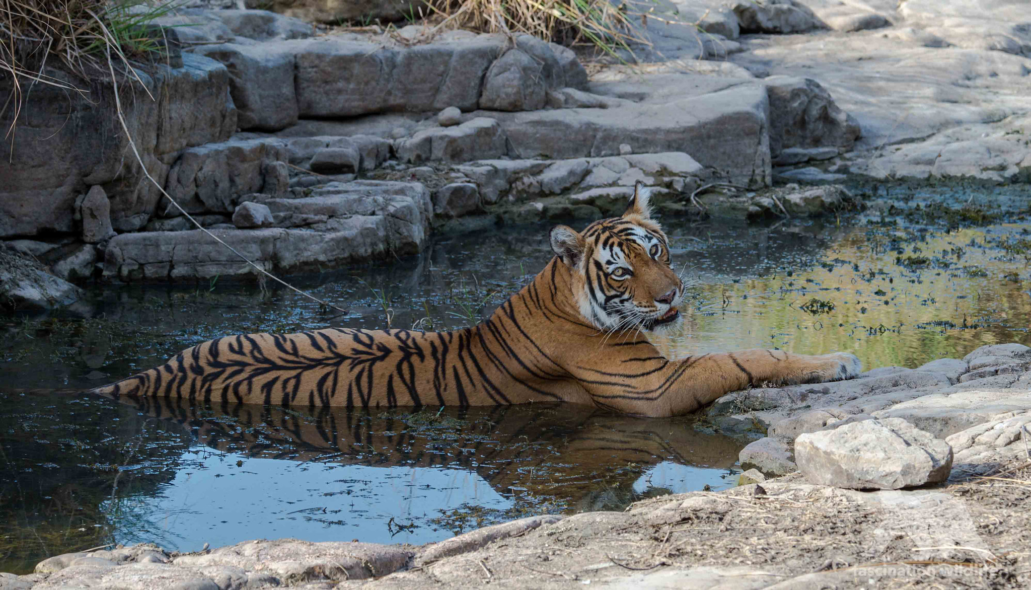 Nikon D4S sample photo. Tiger spa photography