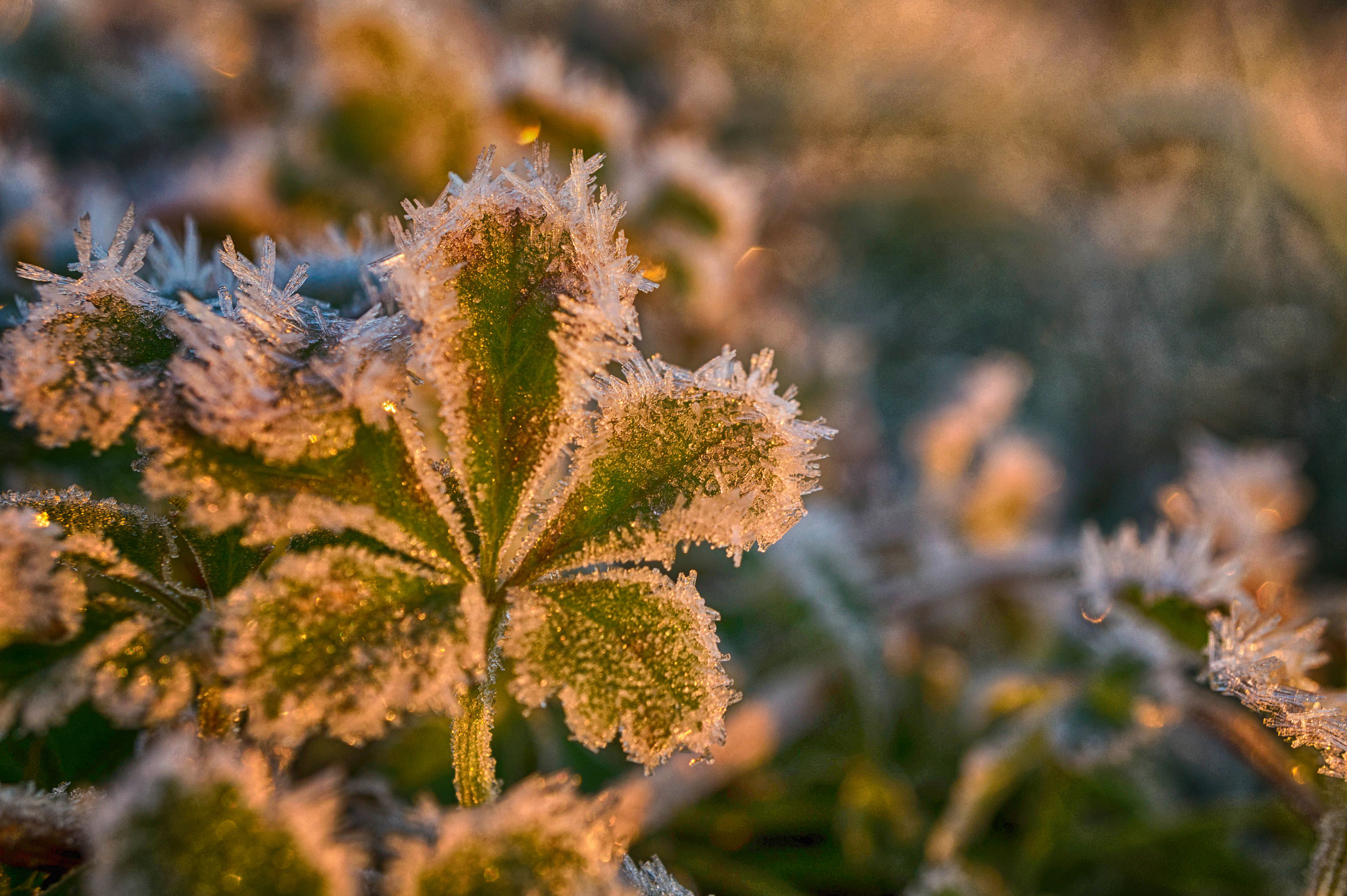 Sony Alpha a5000 (ILCE 5000) + Sony E 30mm F3.5 Macro sample photo. Frozen photography