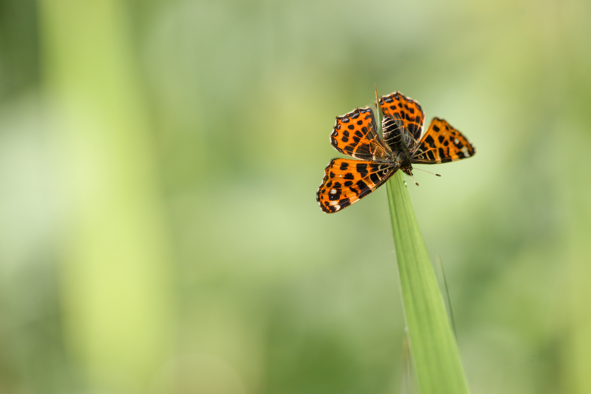 Sony 70-400mm F4-5.6 G SSM II sample photo. Araschnia levana butterfly photography