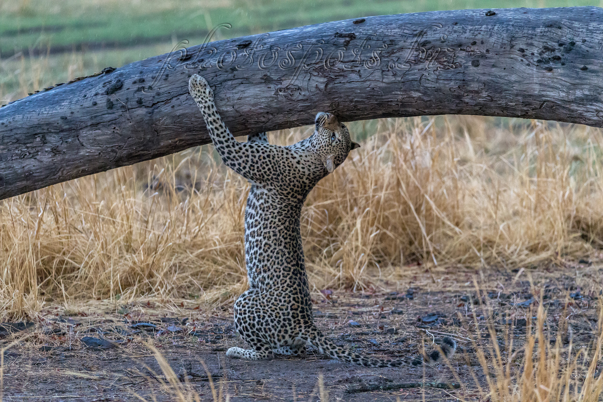Canon EF 200-400mm F4L IS USM Extender 1.4x sample photo. Give me a hug photography
