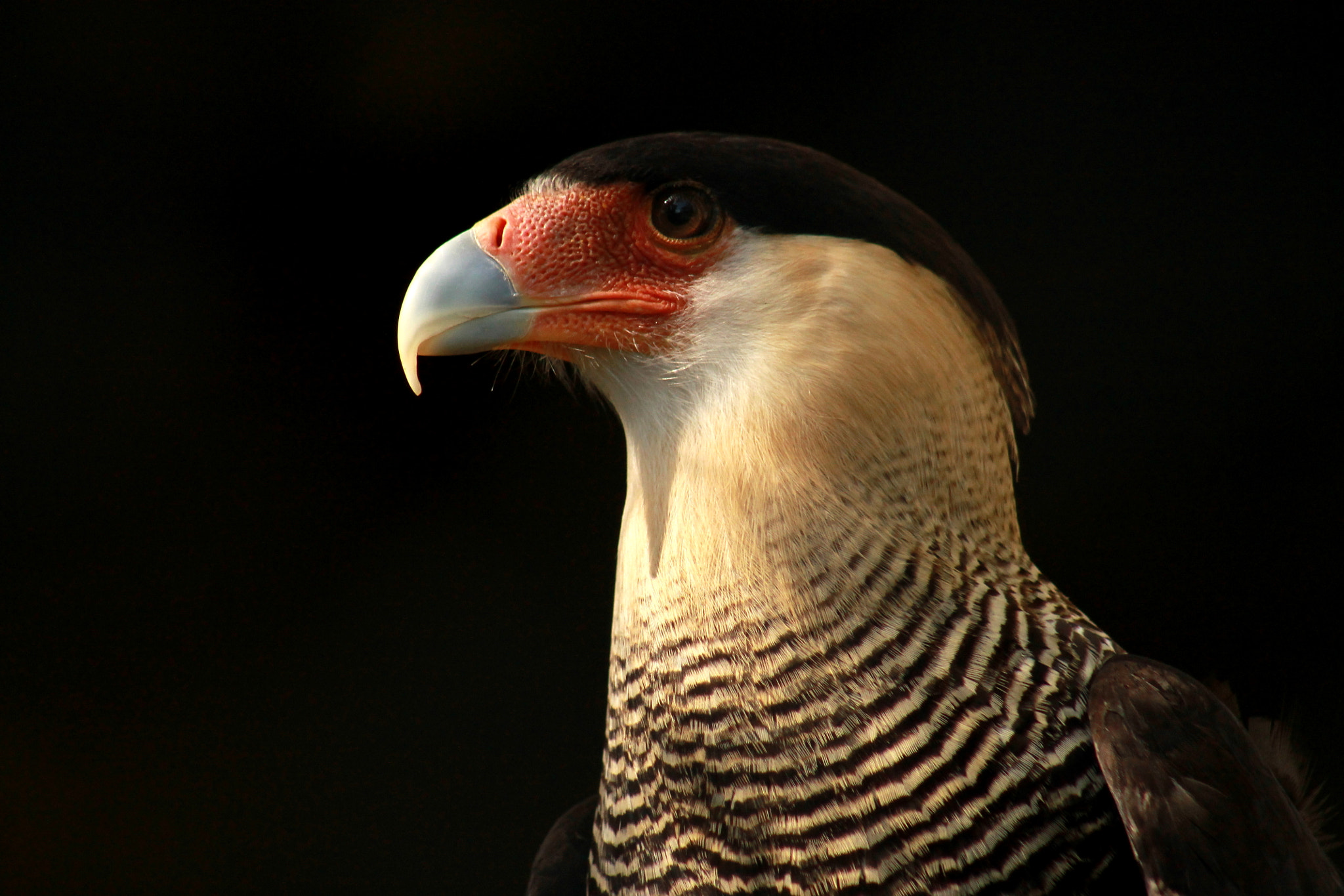 Canon EF 75-300mm f/4-5.6 USM sample photo. Portrait of a carcará photography