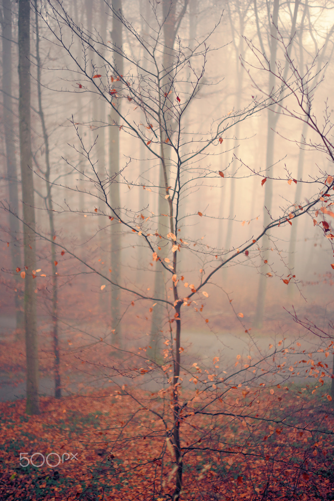 Sony a99 II + Sony 35mm F1.4 G sample photo. Foggy forest, 22-12-2016 (#6) photography