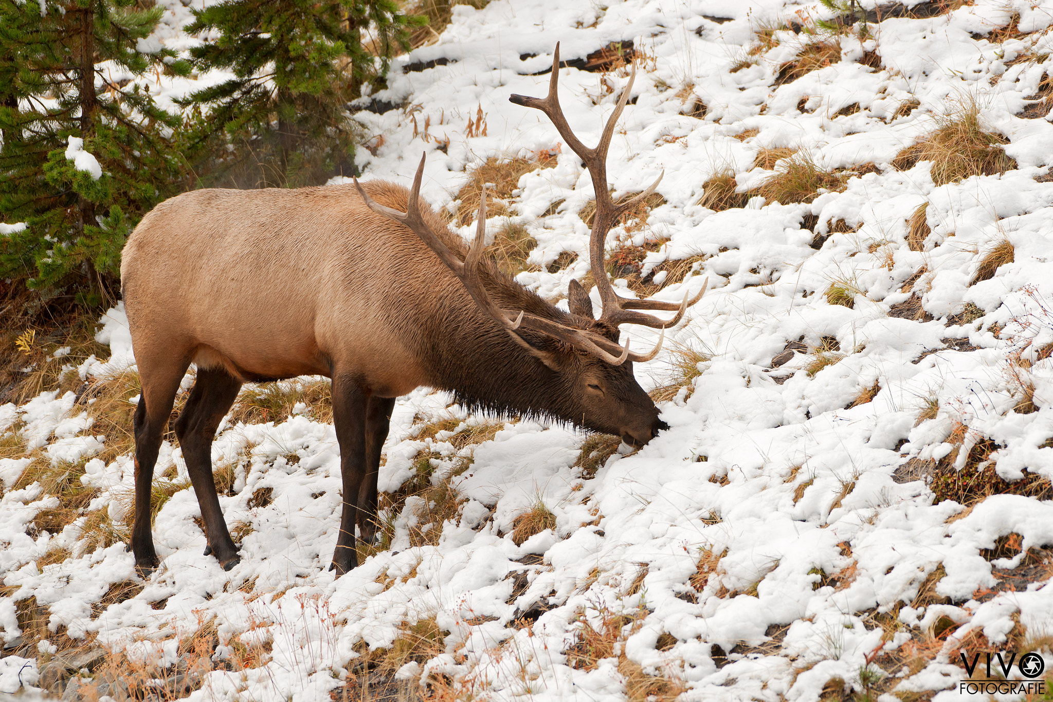 Sony Alpha DSLR-A900 sample photo. Elk in the snow photography