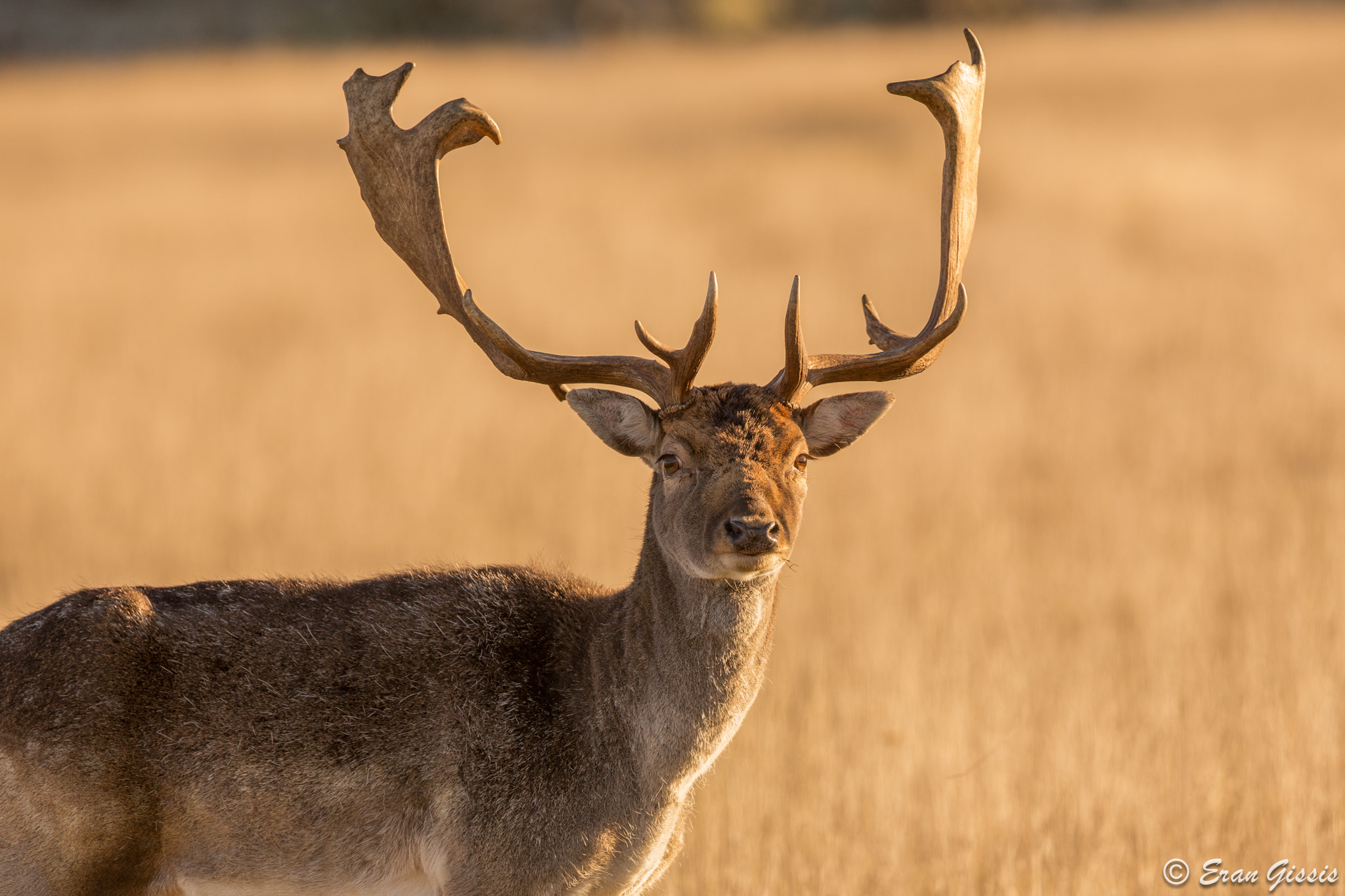 Canon EOS 6D + Canon EF 500mm F4L IS II USM sample photo. Fallow deer photography