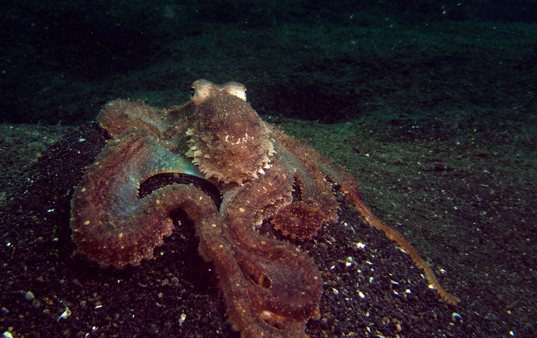 Fujifilm FinePix F810 sample photo. Mimic octopus lembeh photography