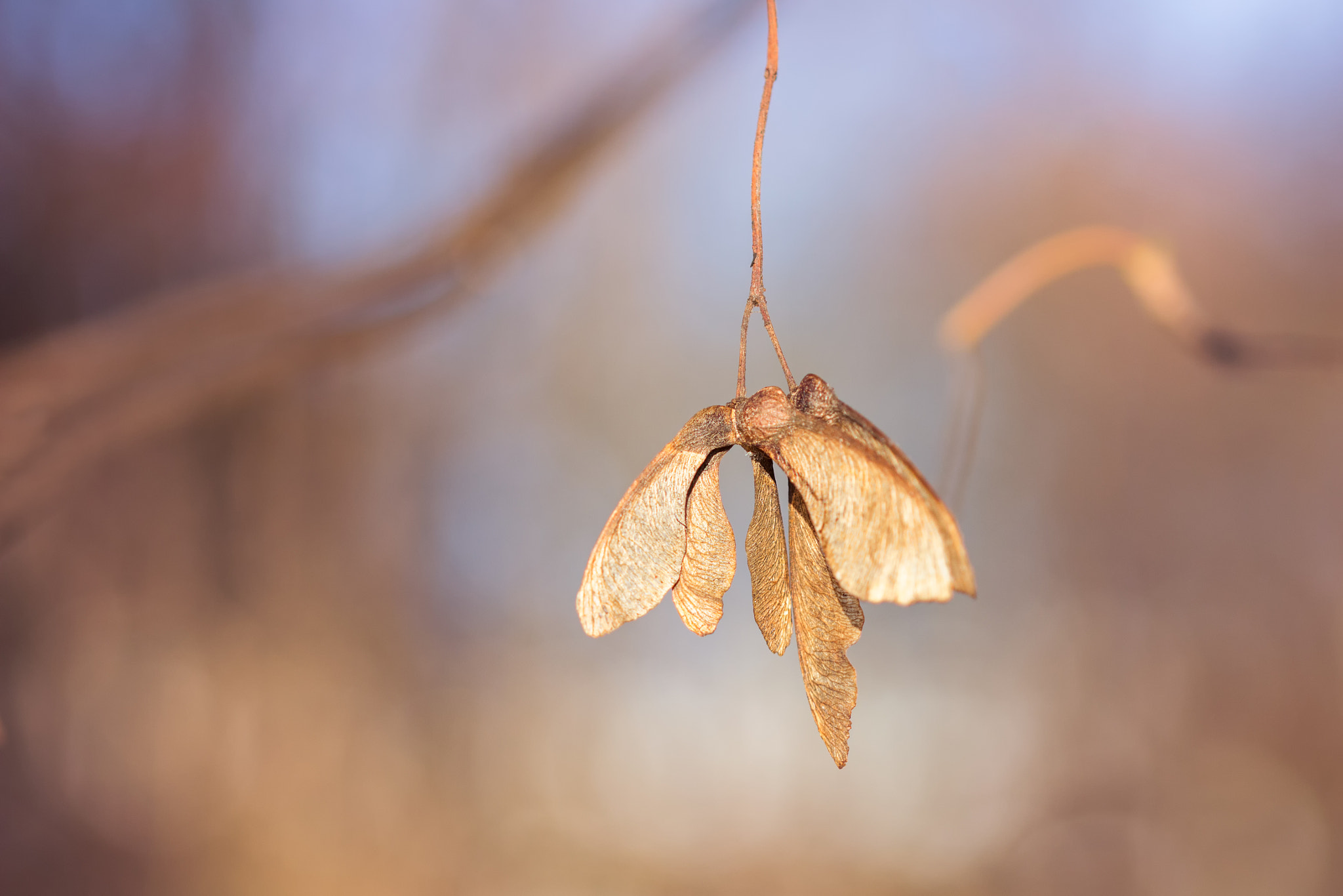 Sigma 105mm F2.8 EX DG OS HSM sample photo. Maple seeds photography