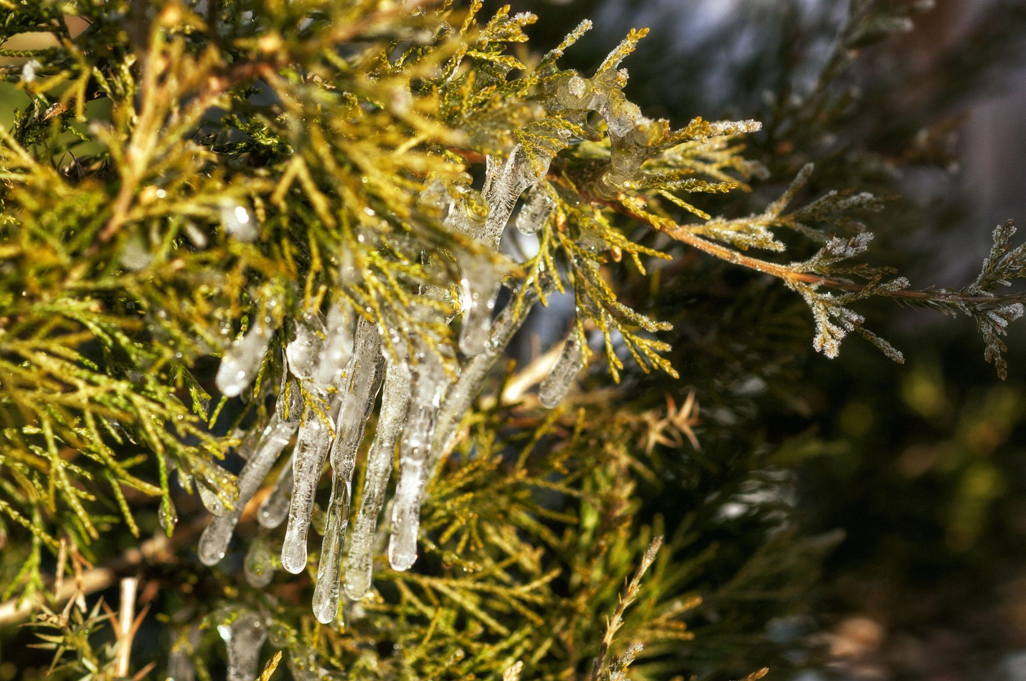 Nikon D300 + Nikon AF-S Nikkor 85mm F1.8G sample photo. In the claws of ice photography