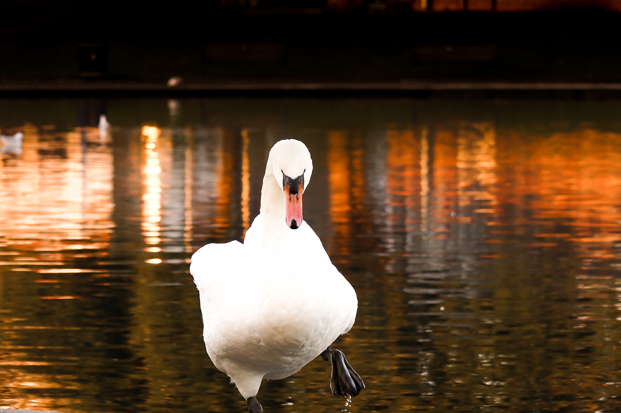 Sony SLT-A65 (SLT-A65V) sample photo. Swan photography