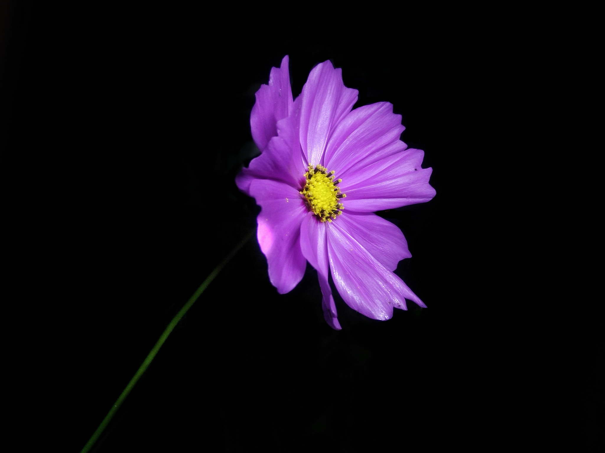OnePlus ONE sample photo. No one knows, but me.  photography