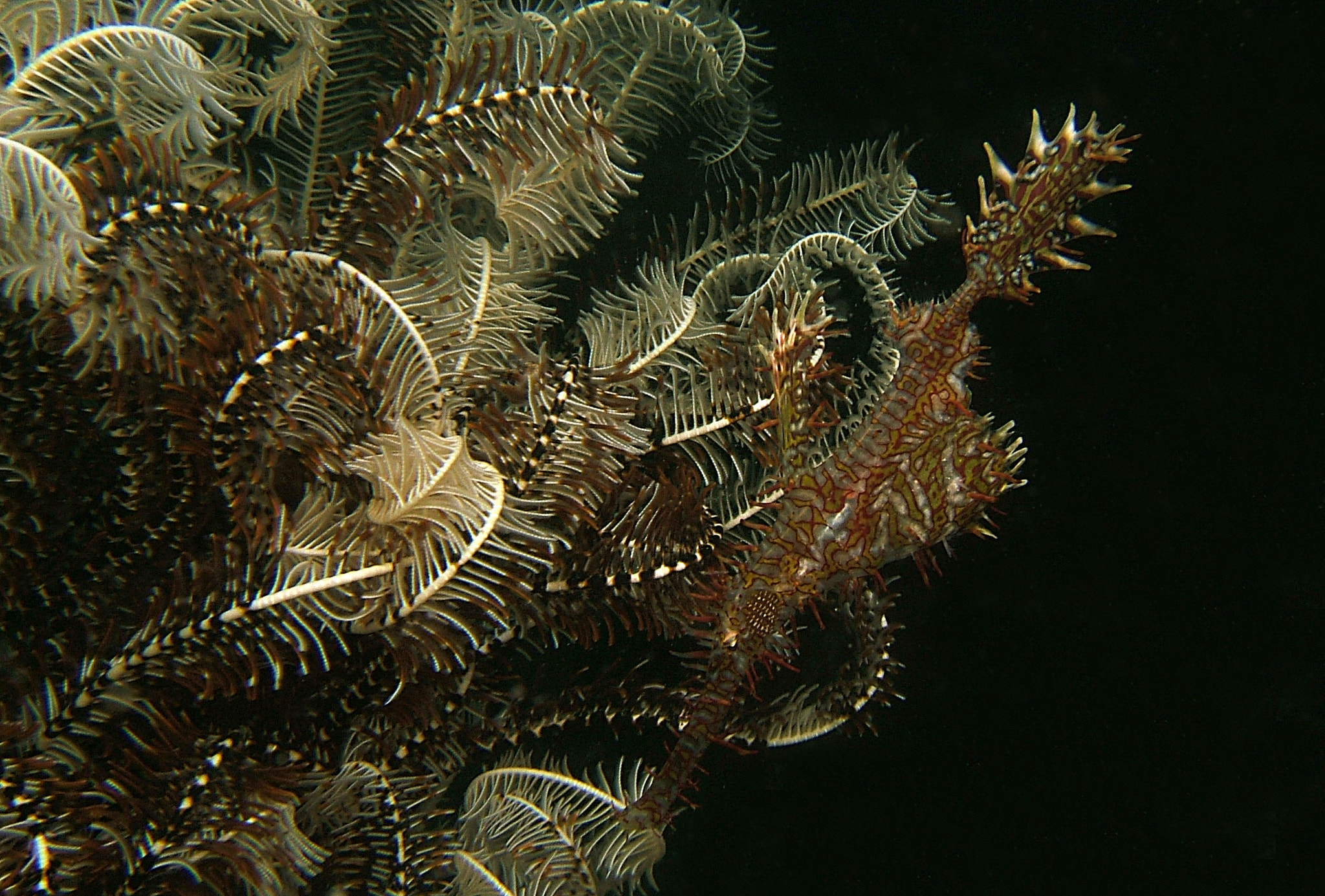 Fujifilm FinePix F810 sample photo. Ornate ghost pipefish photography