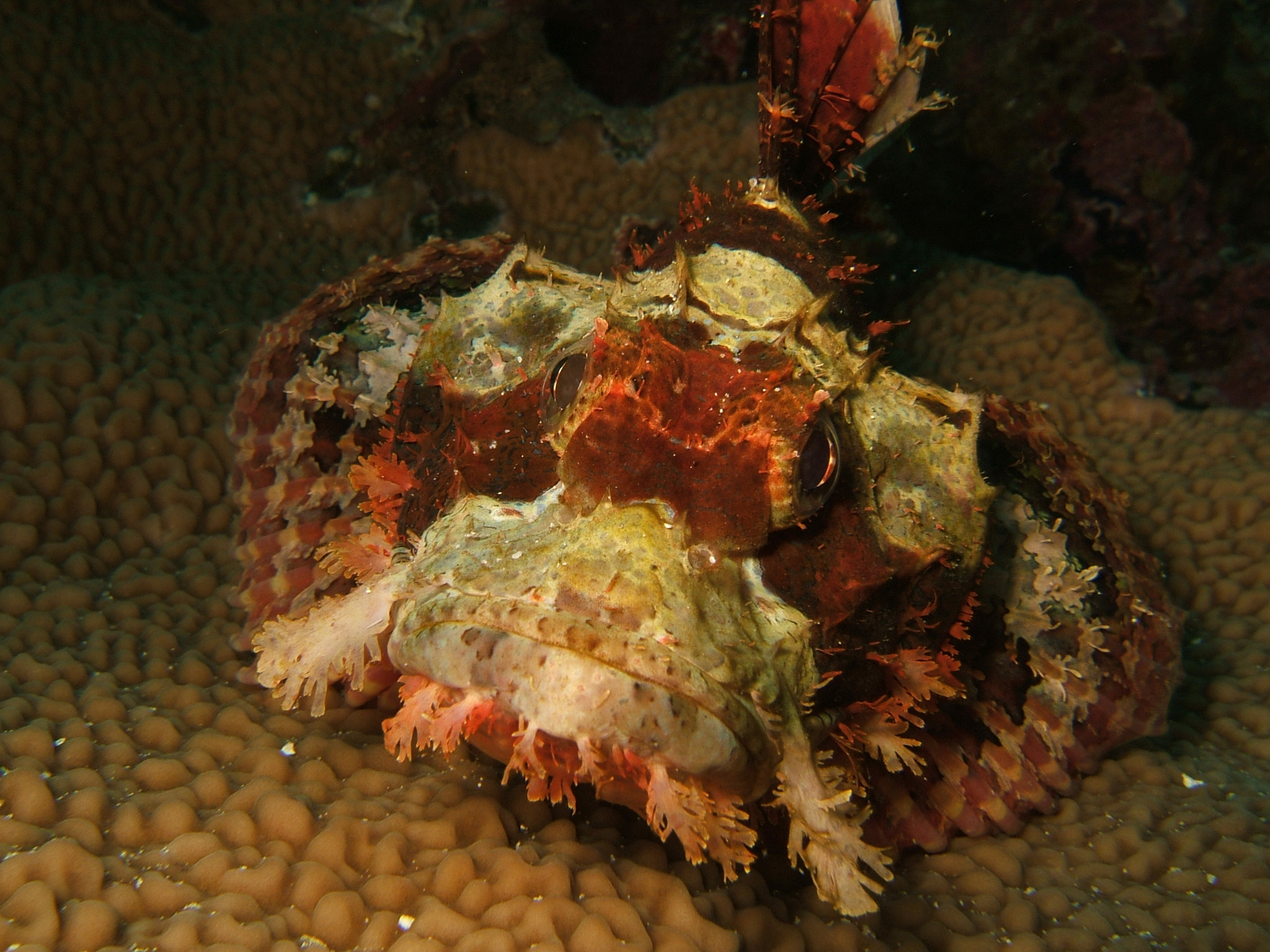 Fujifilm FinePix F810 sample photo. Scorpionfish on table coral photography