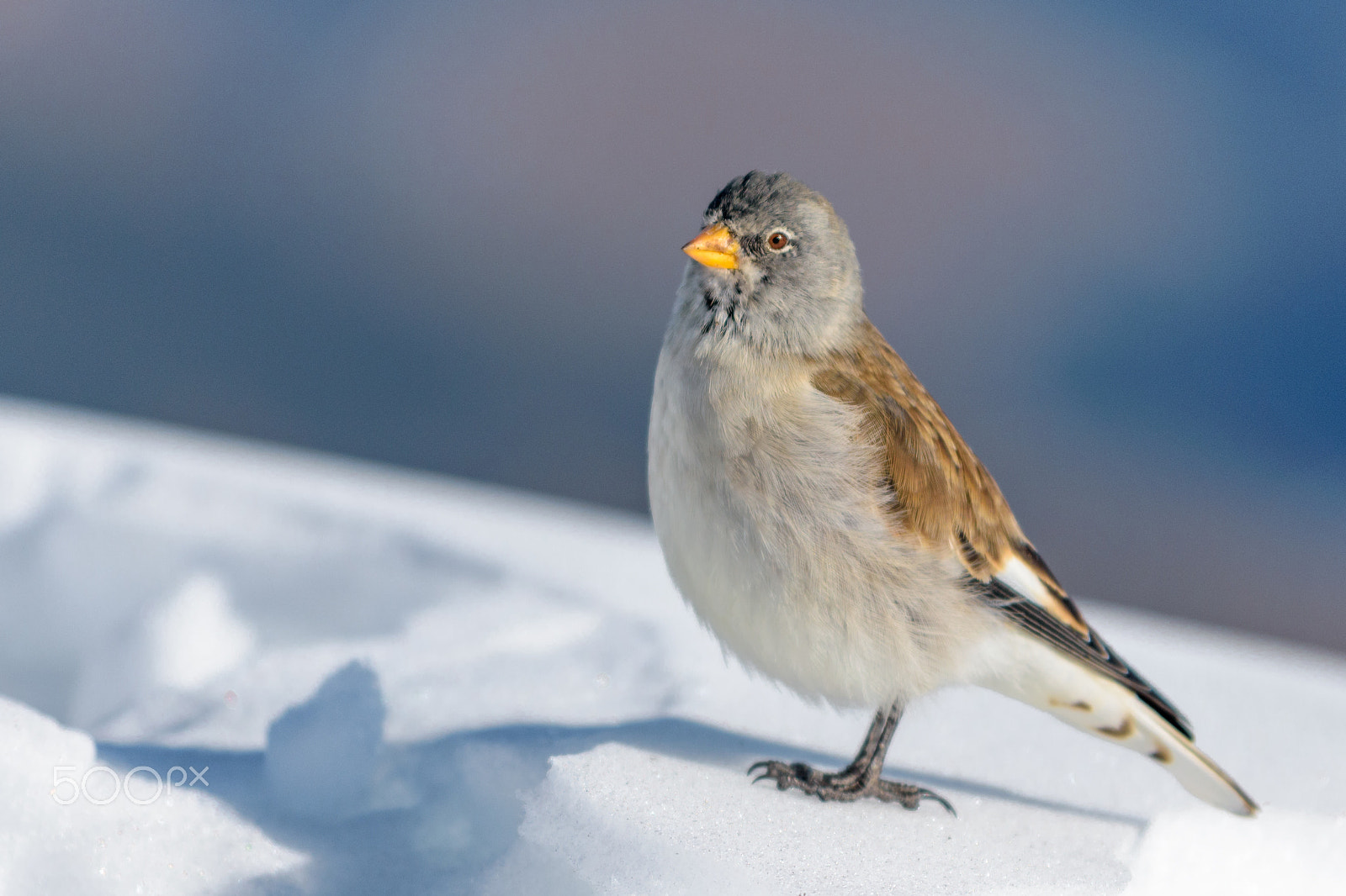 Nikon AF-S Nikkor 70-200mm F4G ED VR sample photo. Snowfinch photography