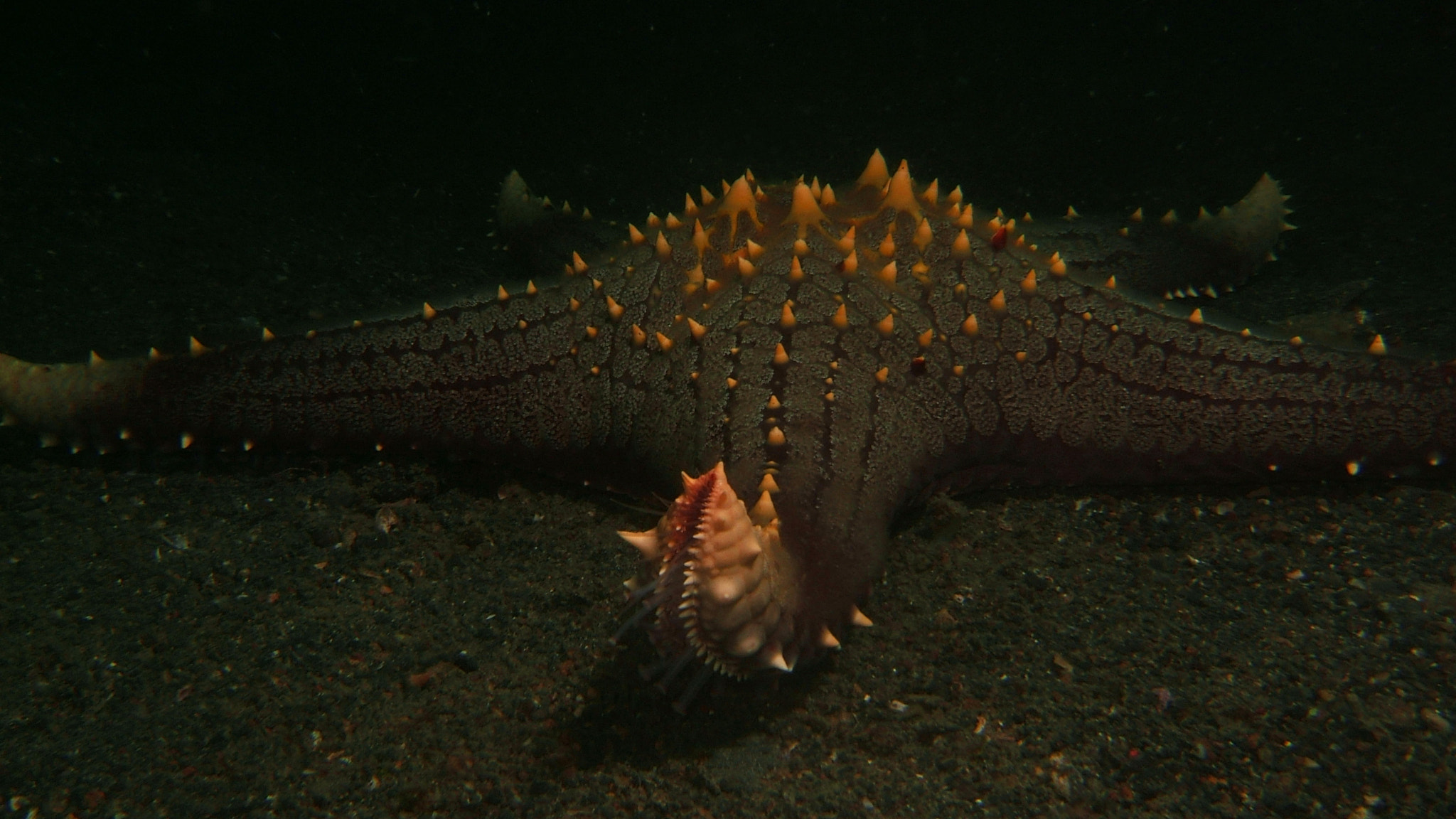 Fujifilm FinePix F810 sample photo. Sea star orange photography