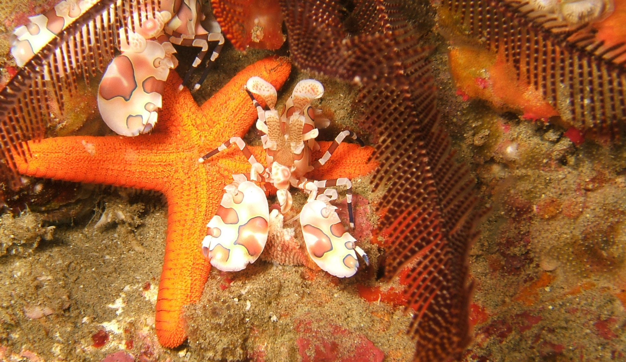 Fujifilm FinePix F810 sample photo. Starfish with harlequin shrimp photography