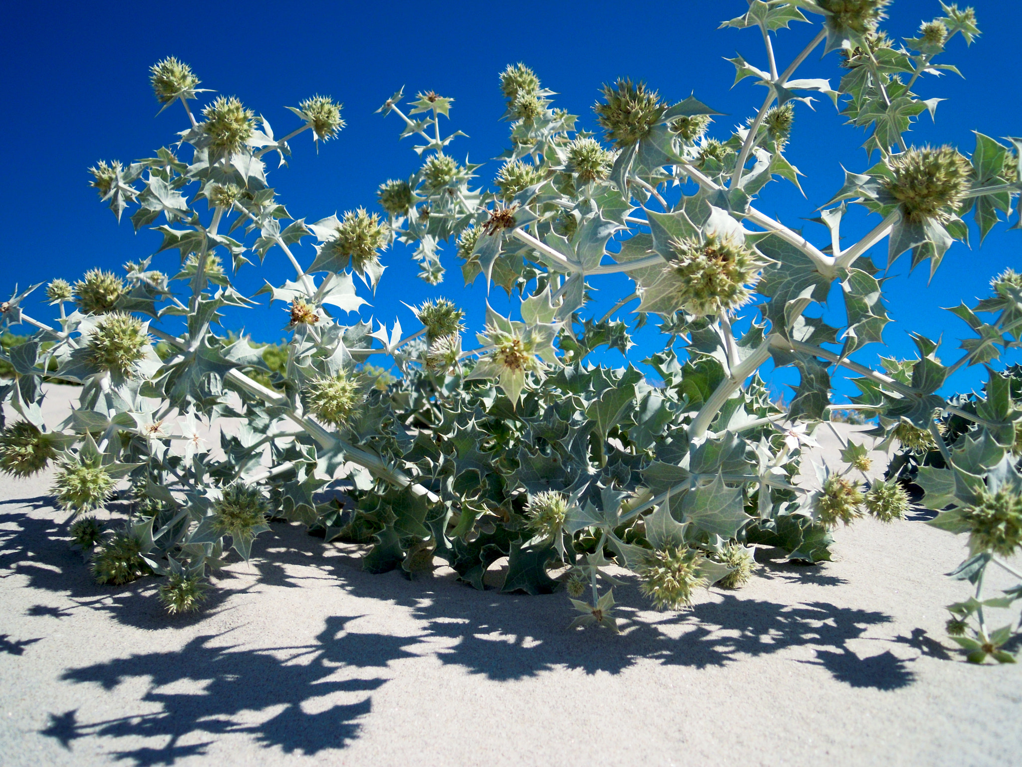 Nikon Coolpix S5100 sample photo. Sand flowers photography