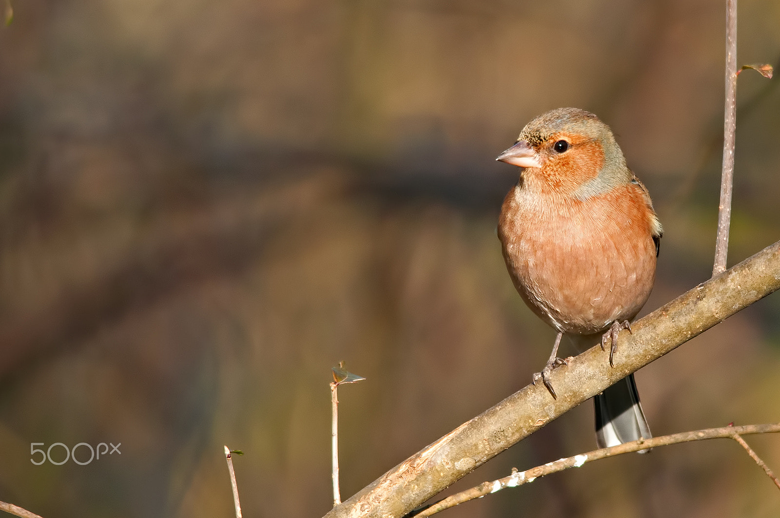 Sigma 150-500mm F5-6.3 DG OS HSM sample photo. Common chaffinch ♂ photography