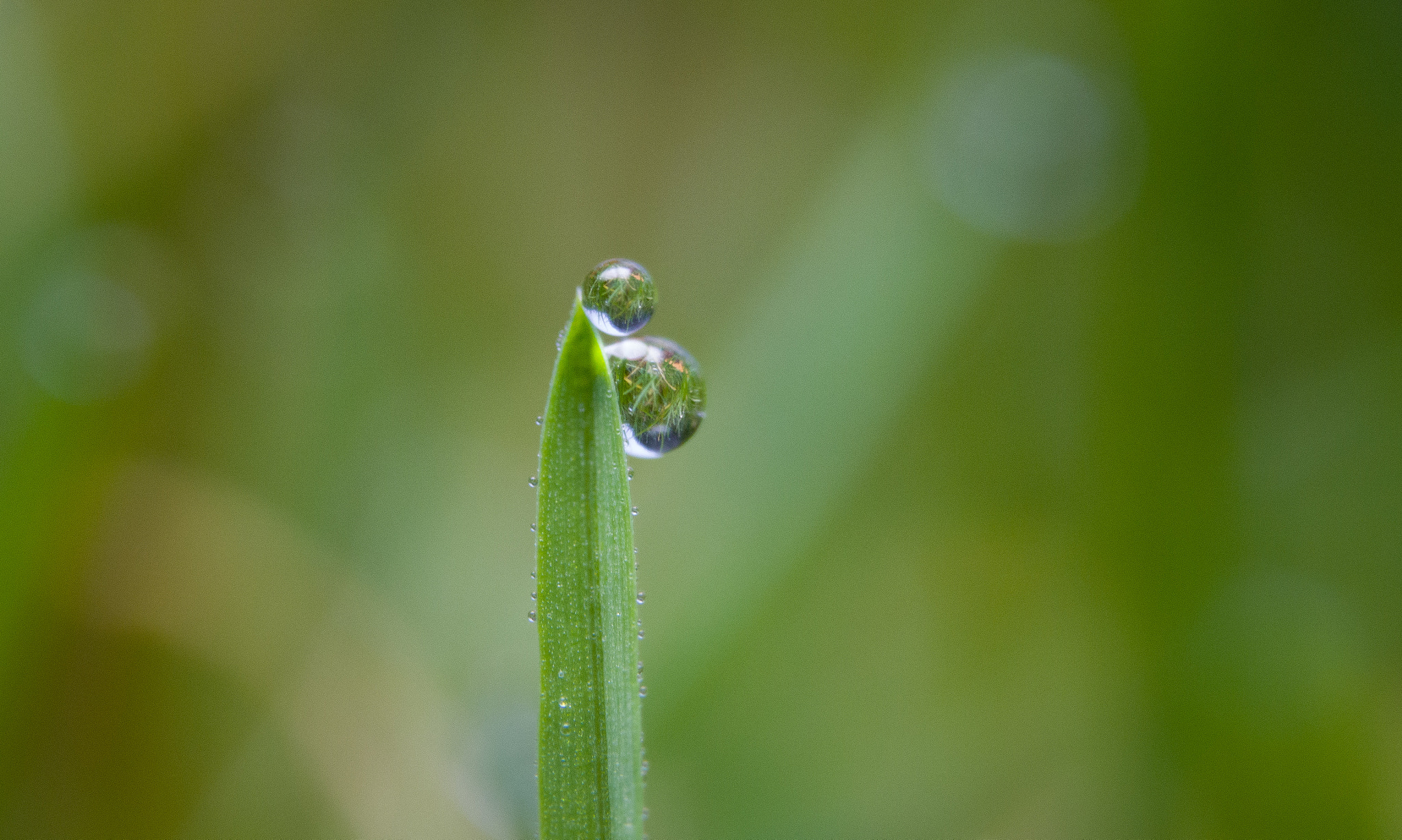 Panasonic Lumix DMC-GH4 sample photo. Sharp dagger with two drops.... photography