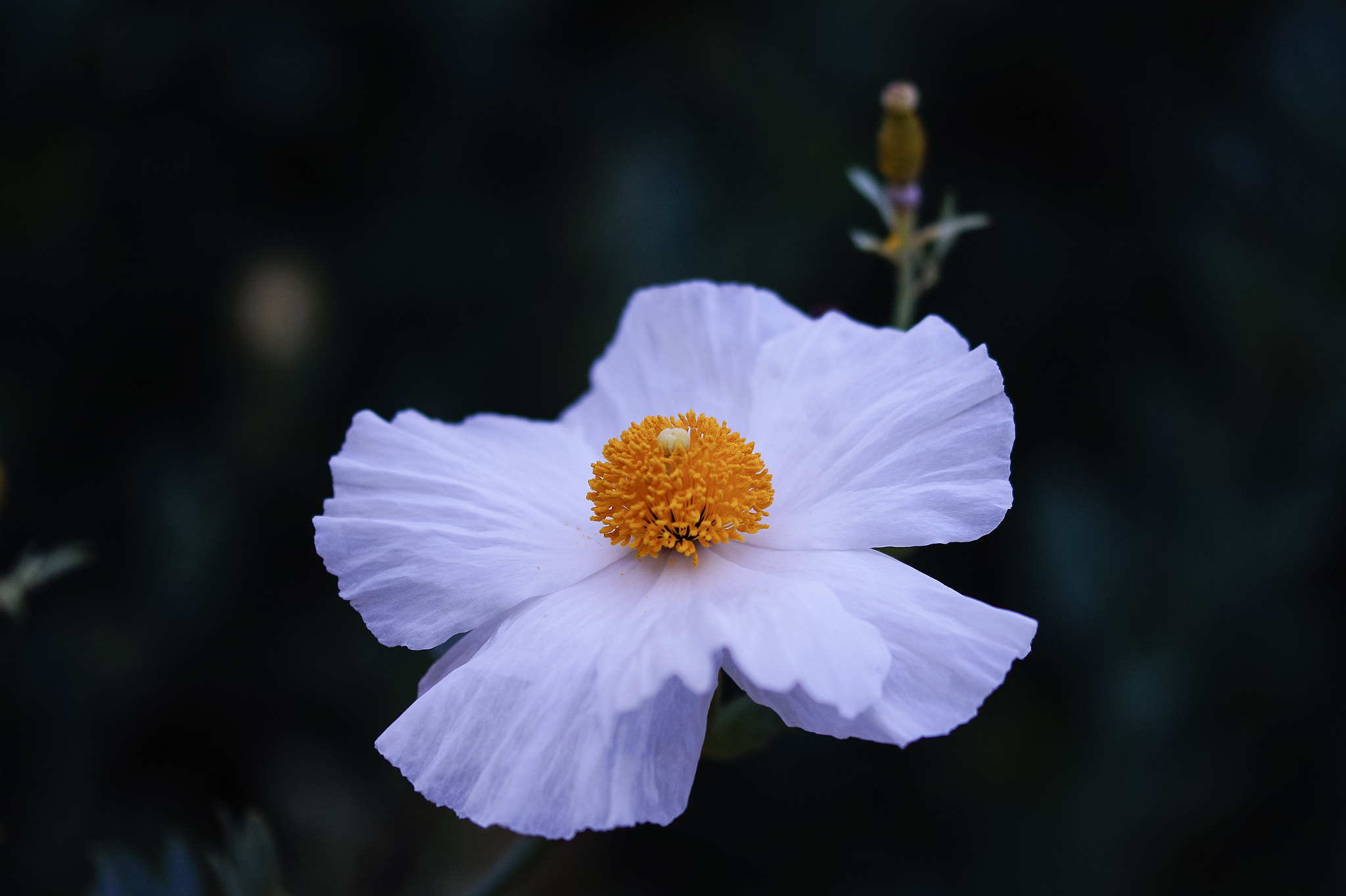 Sony SLT-A58 + 105mm F2.8 sample photo. Abg_20161224_13 photography