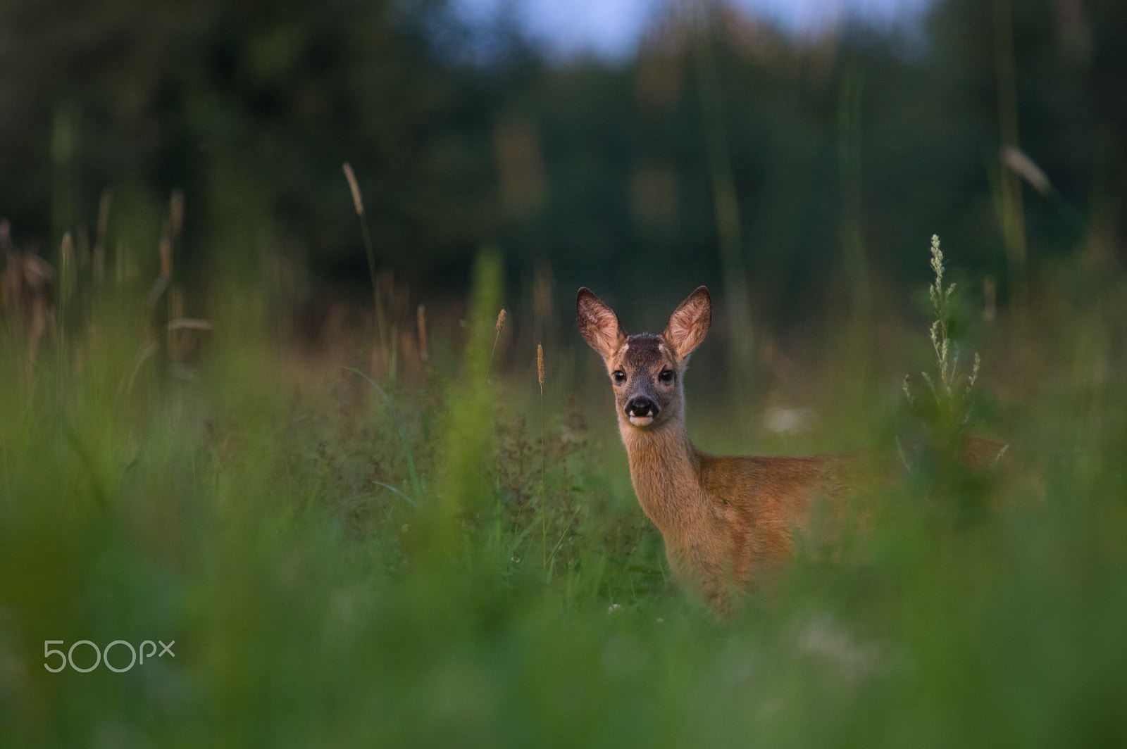 Pentax smc DA* 300mm F4.0 ED (IF) SDM sample photo. Young buck photography